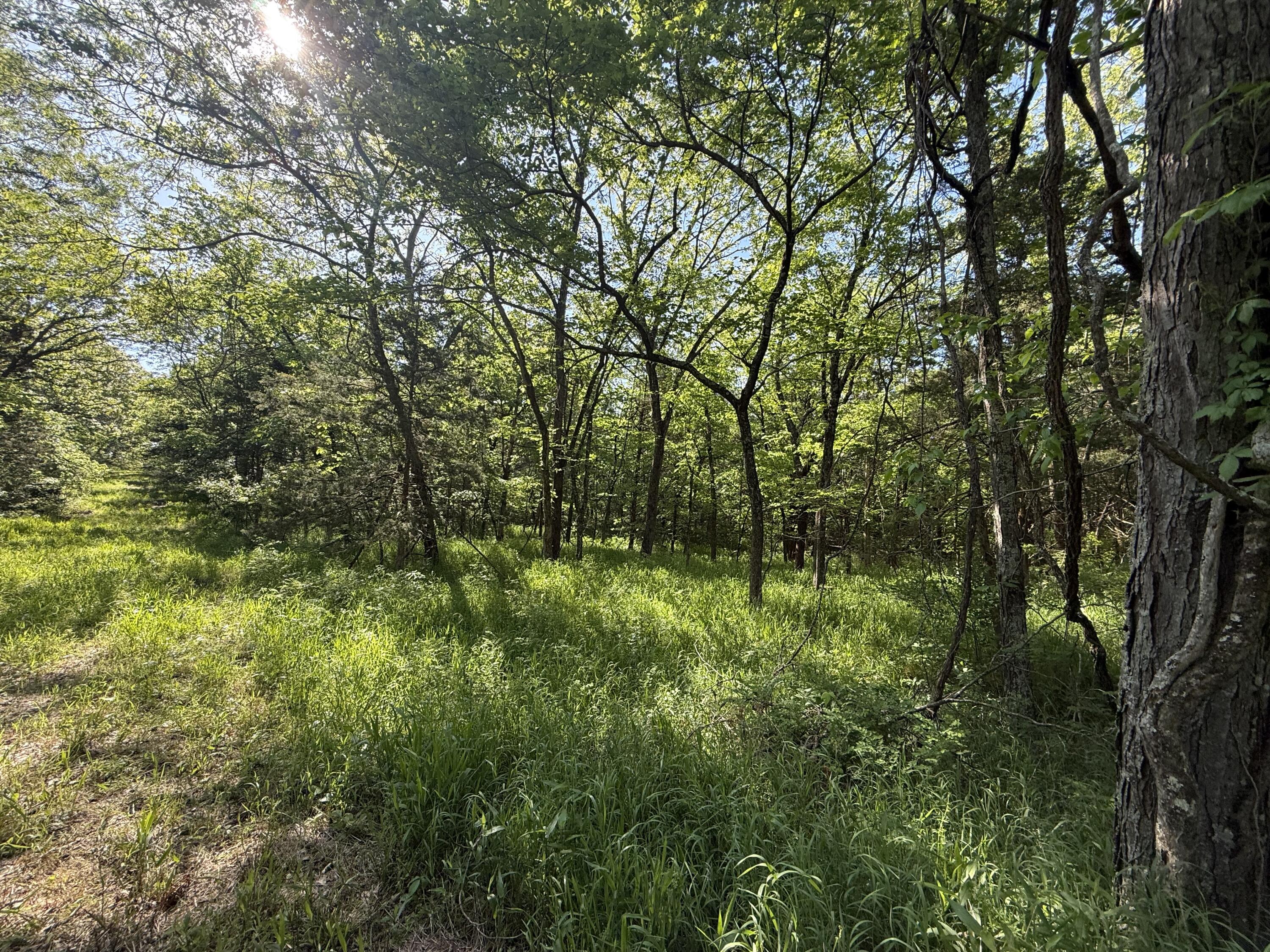 Tbd County Road 203 Property Photo 6
