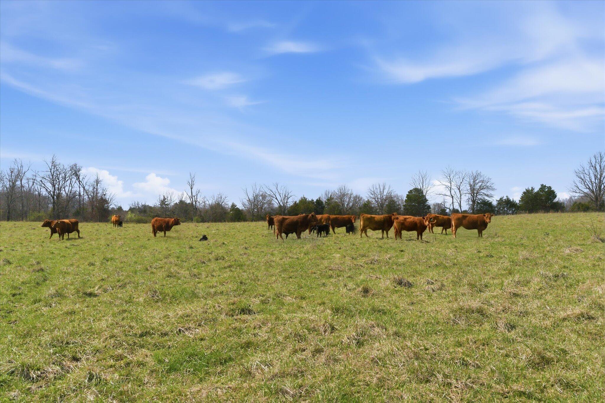 8896 State Route Zz Property Photo 56