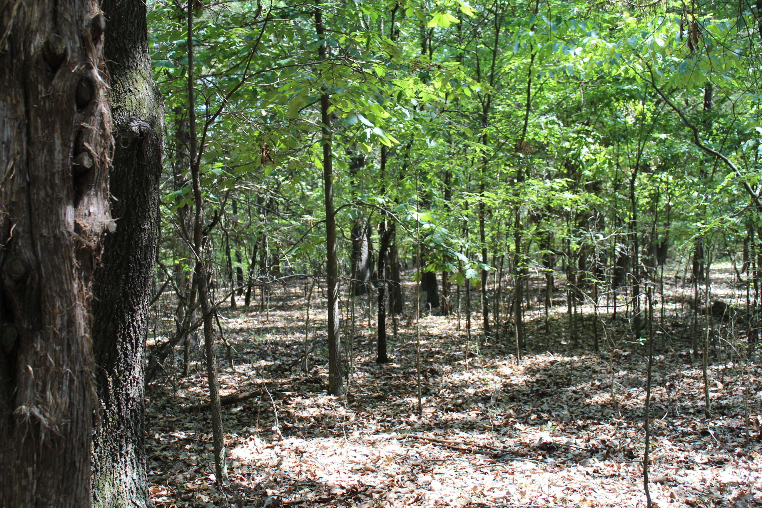 000 Airline Drive Lot #42 Property Photo 16