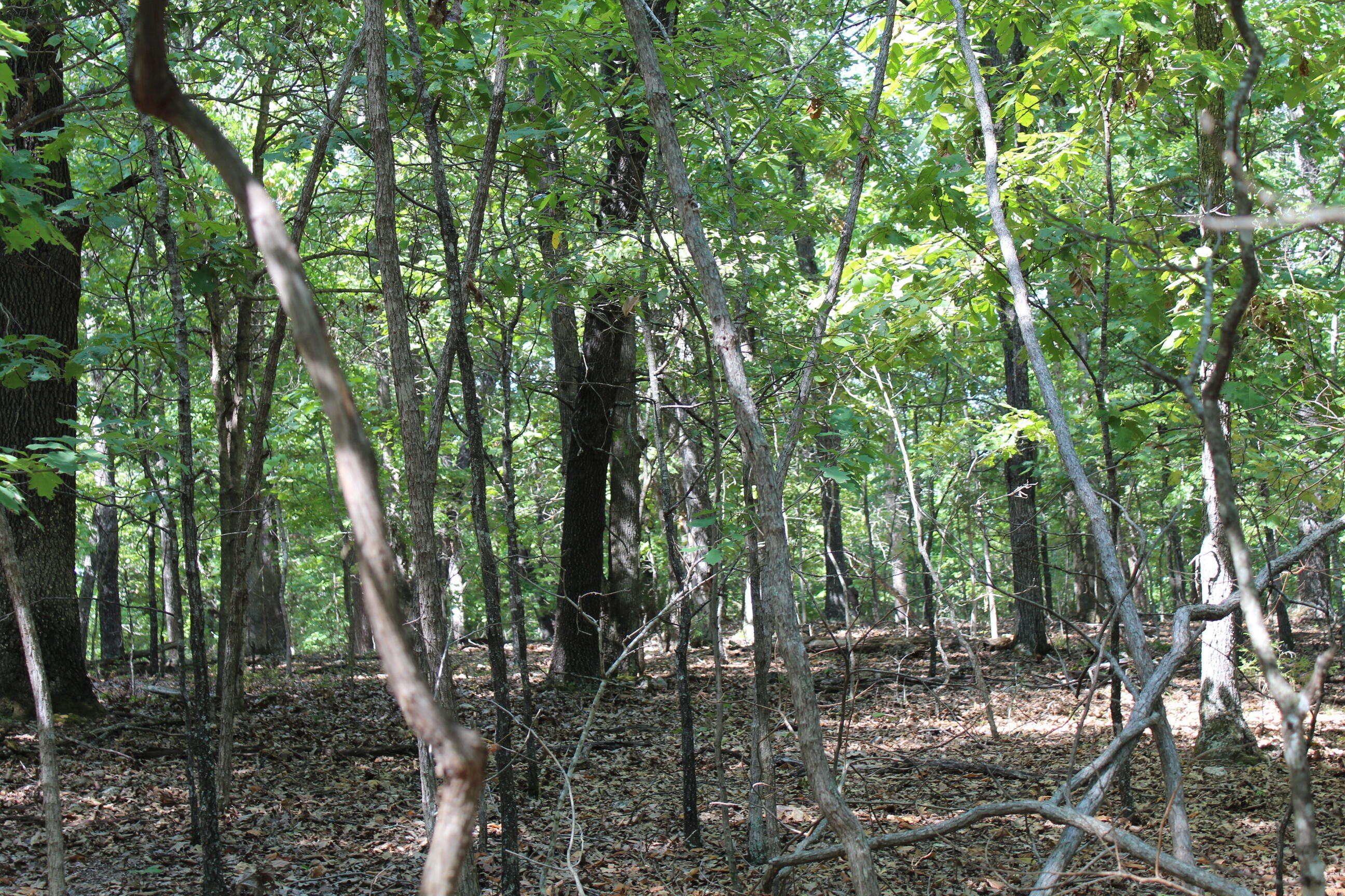 000 Shore Cove Lot # 6 Property Photo 19