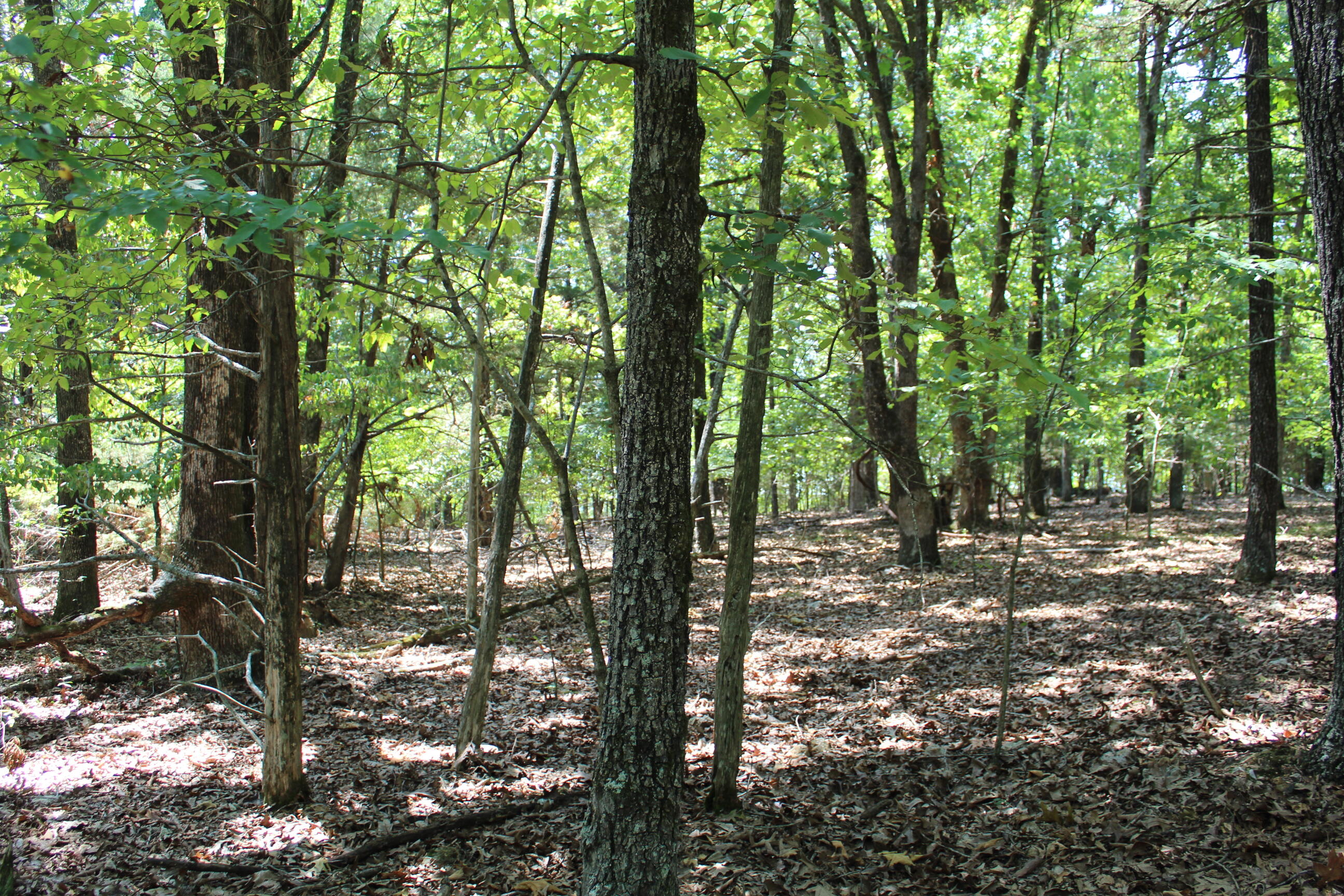 000 Lakeshore Road Lot # 44 Property Photo 15
