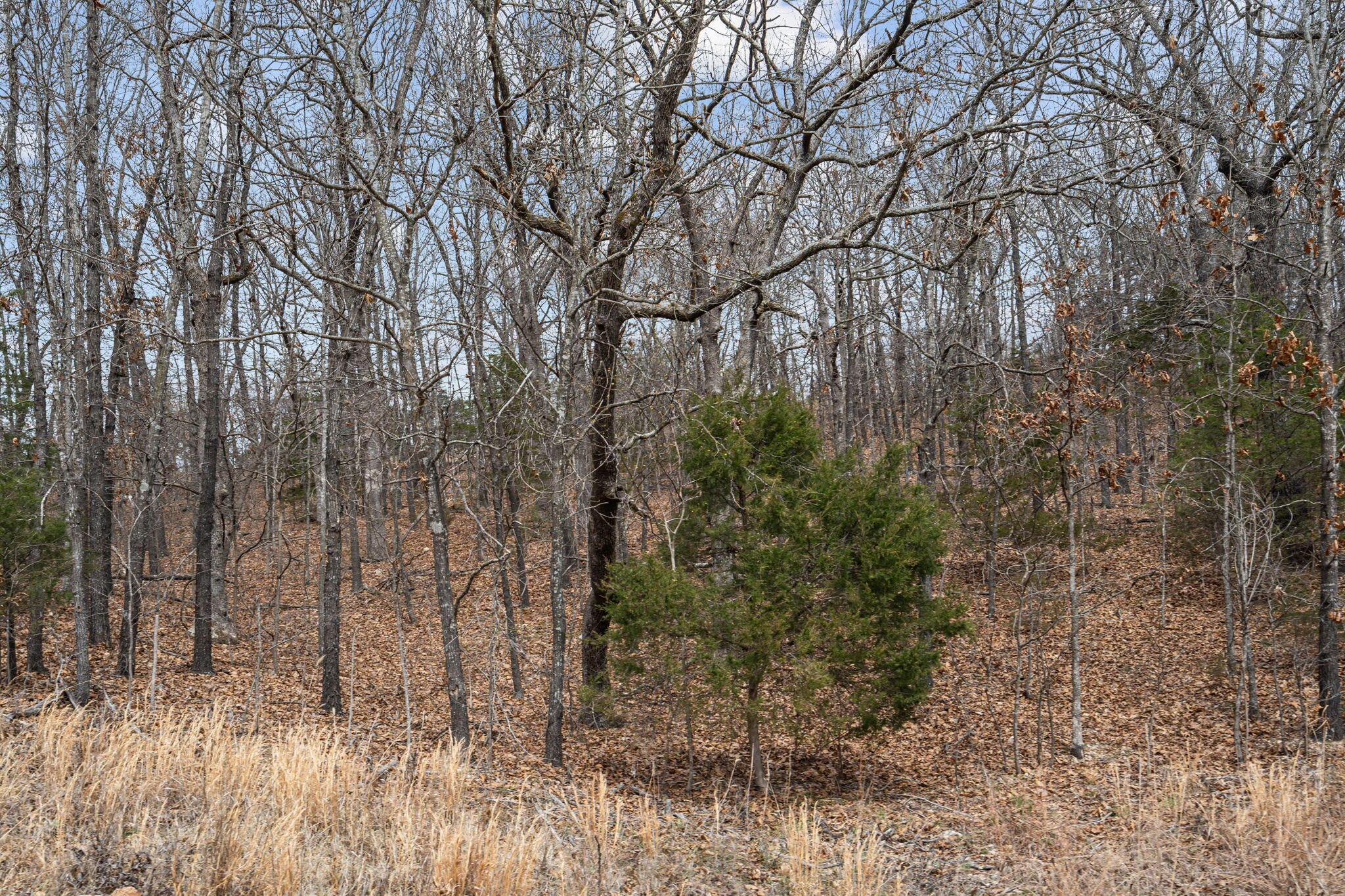 000 State Highway 86 Property Photo 16