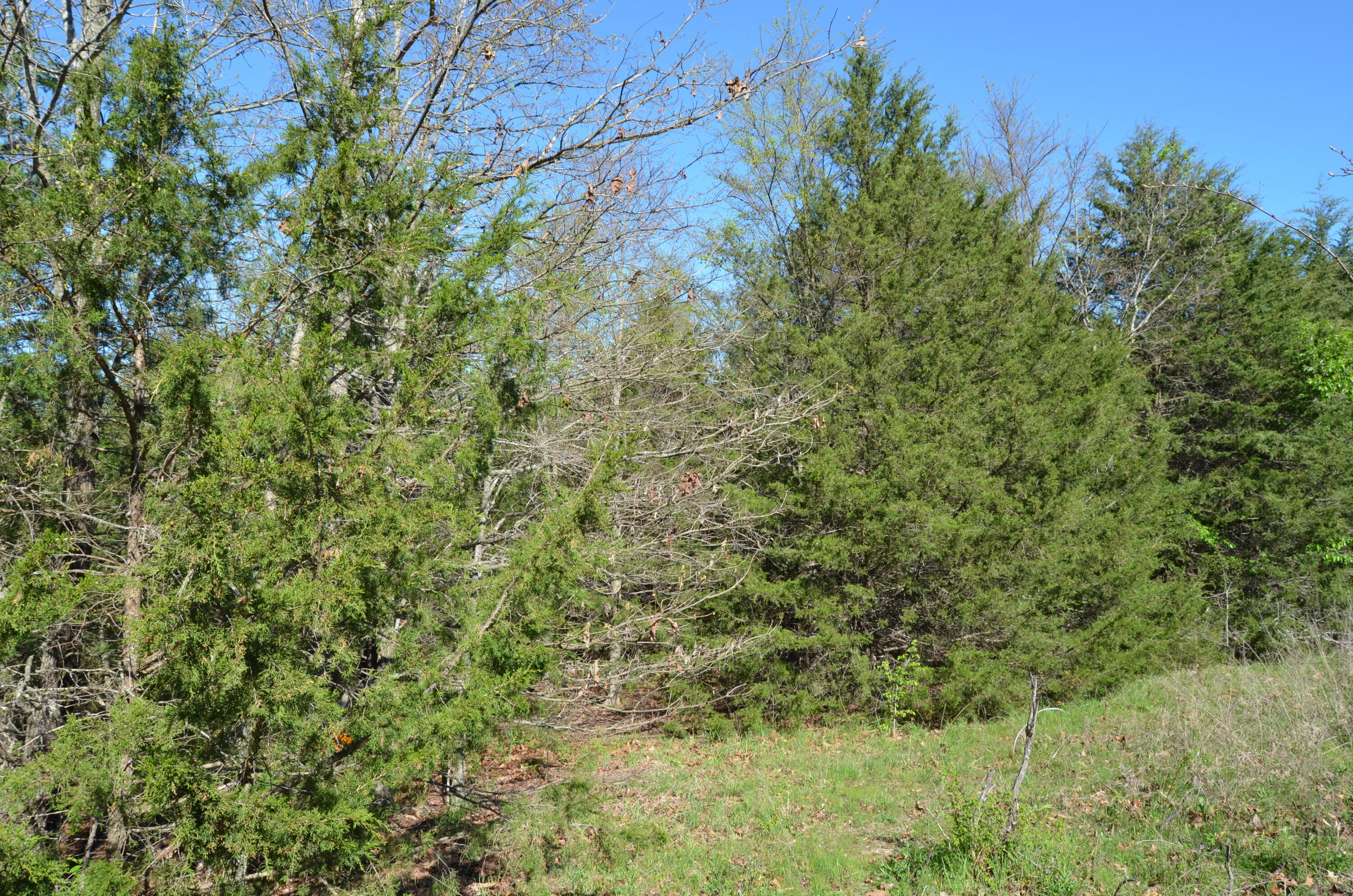 000 Persimmon Hill Lane Property Photo 2