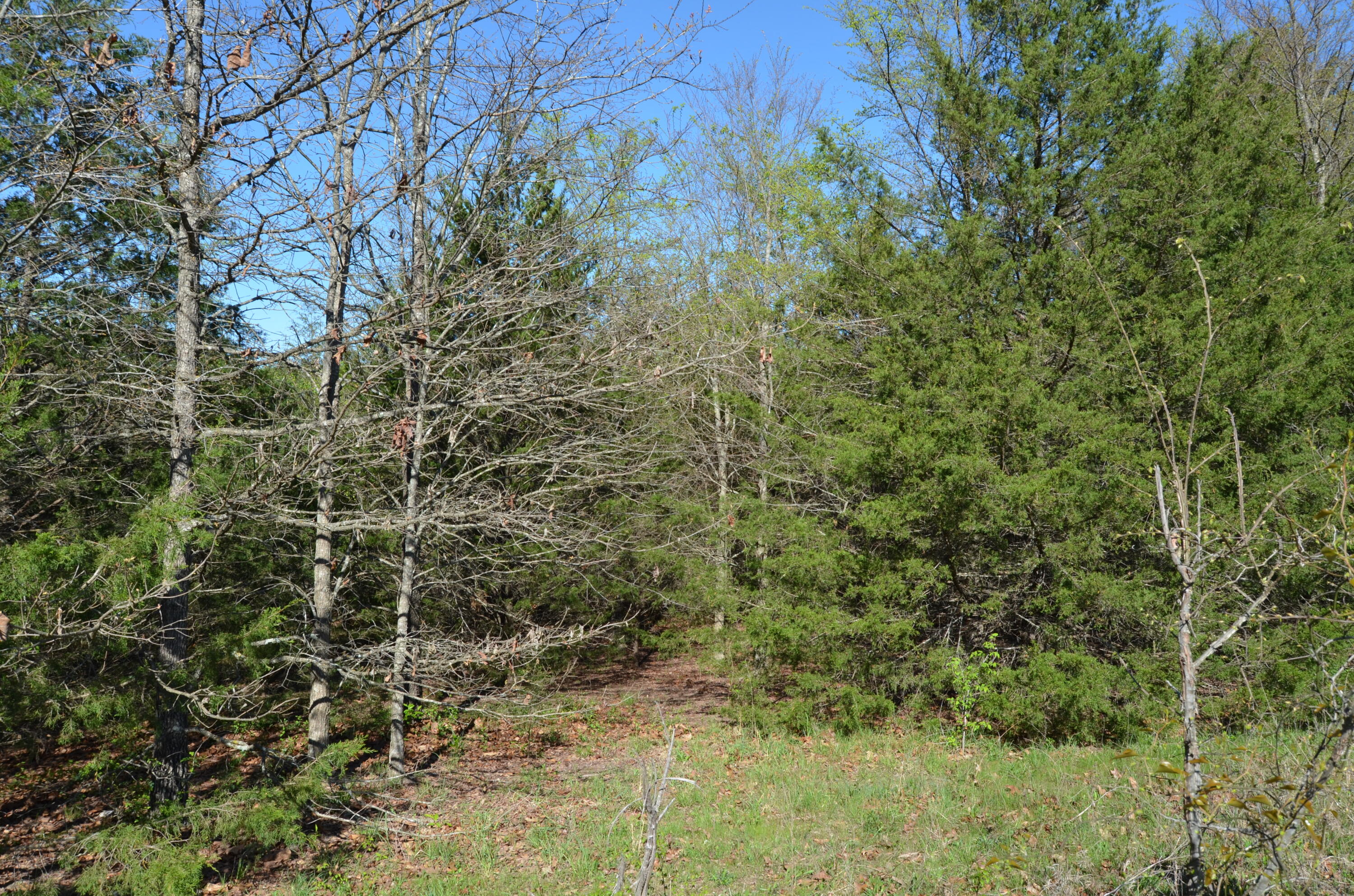 000 Persimmon Hill Lane Property Photo 6