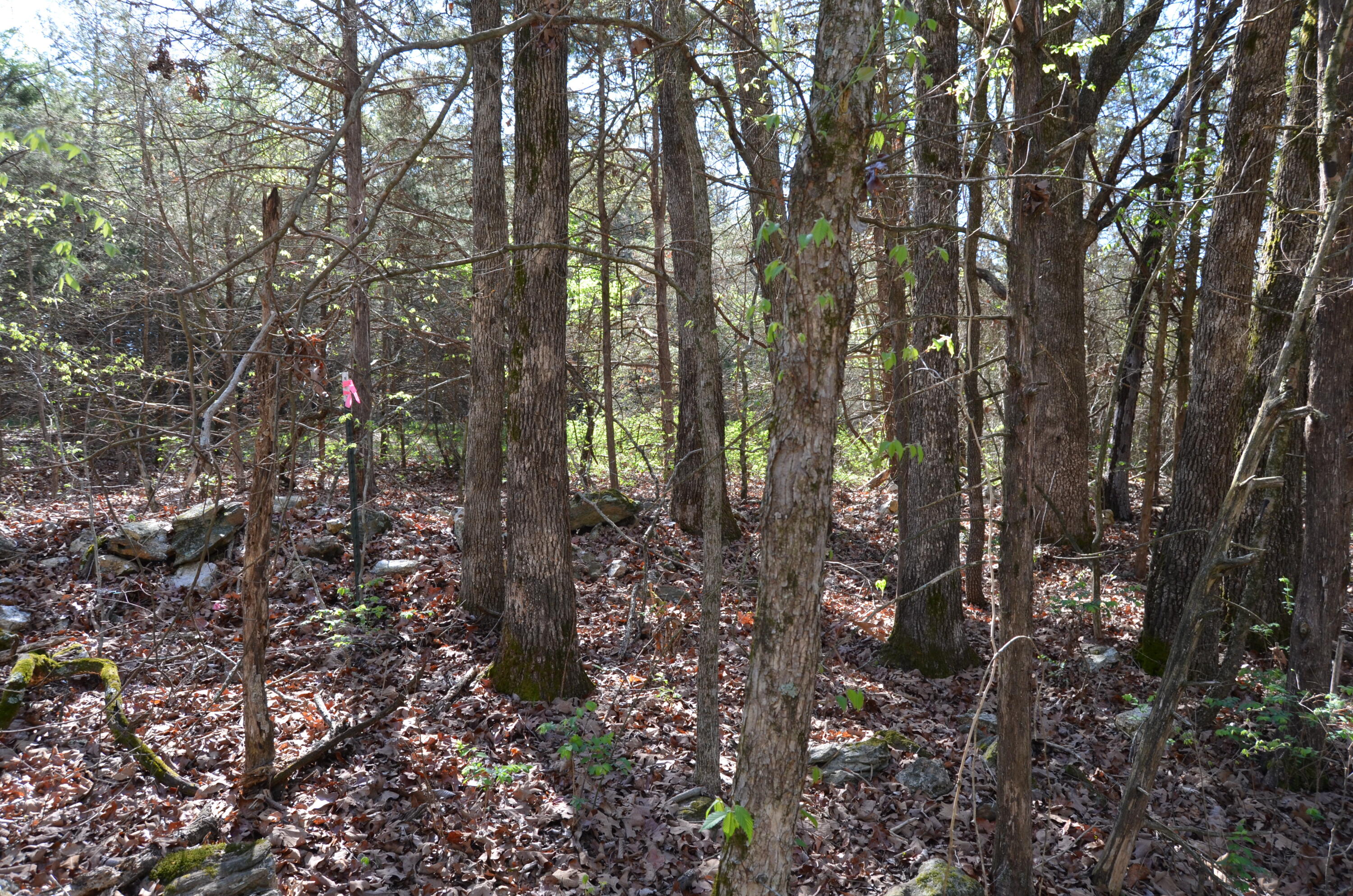 000 Persimmon Hill Lane Property Photo 8