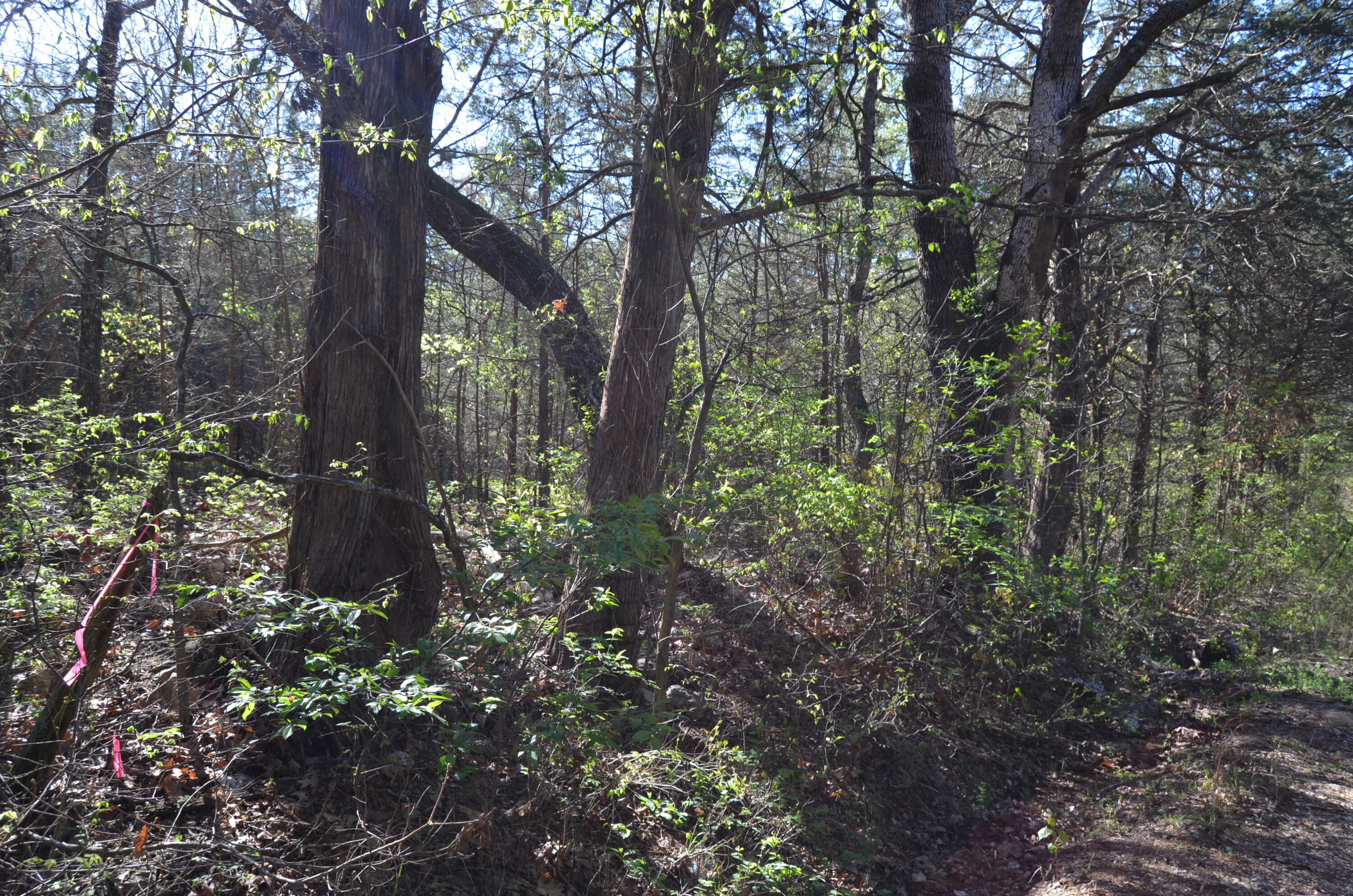 000 Persimmon Hill Lane Property Photo 13