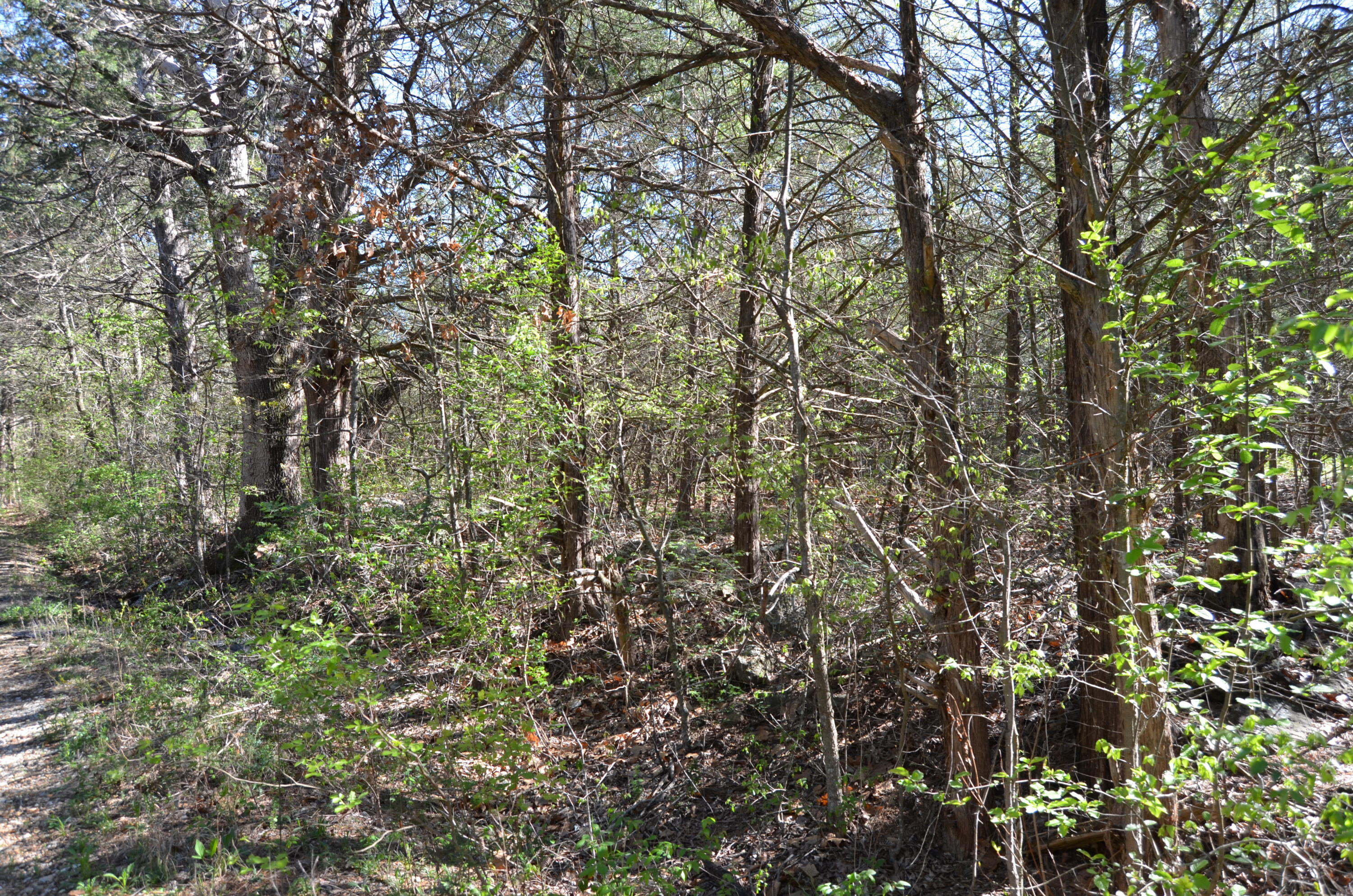 000 Persimmon Hill Lane Property Photo 14