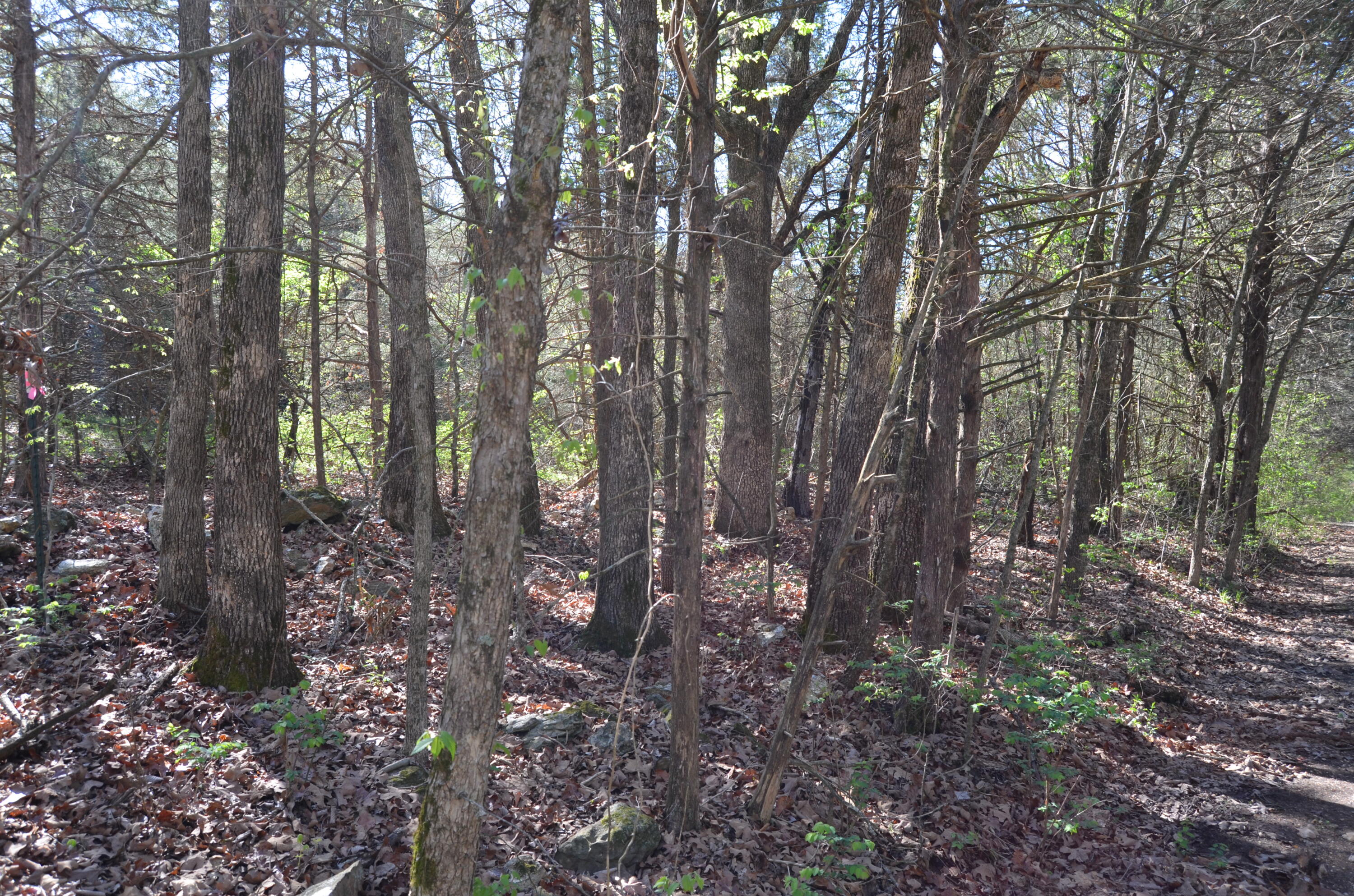 000 Persimmon Hill Lane Property Photo 15