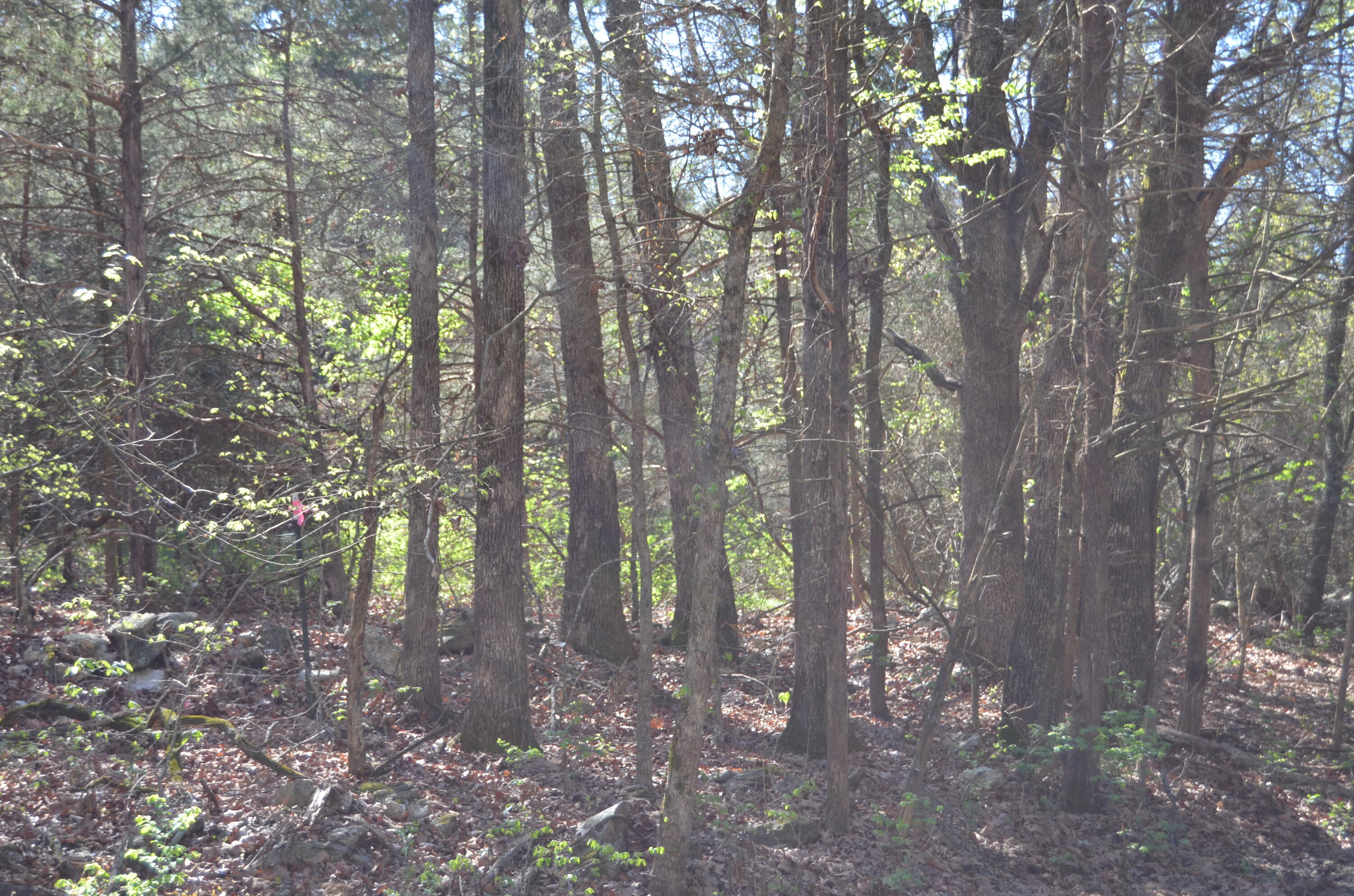 000 Persimmon Hill Lane Property Photo 16
