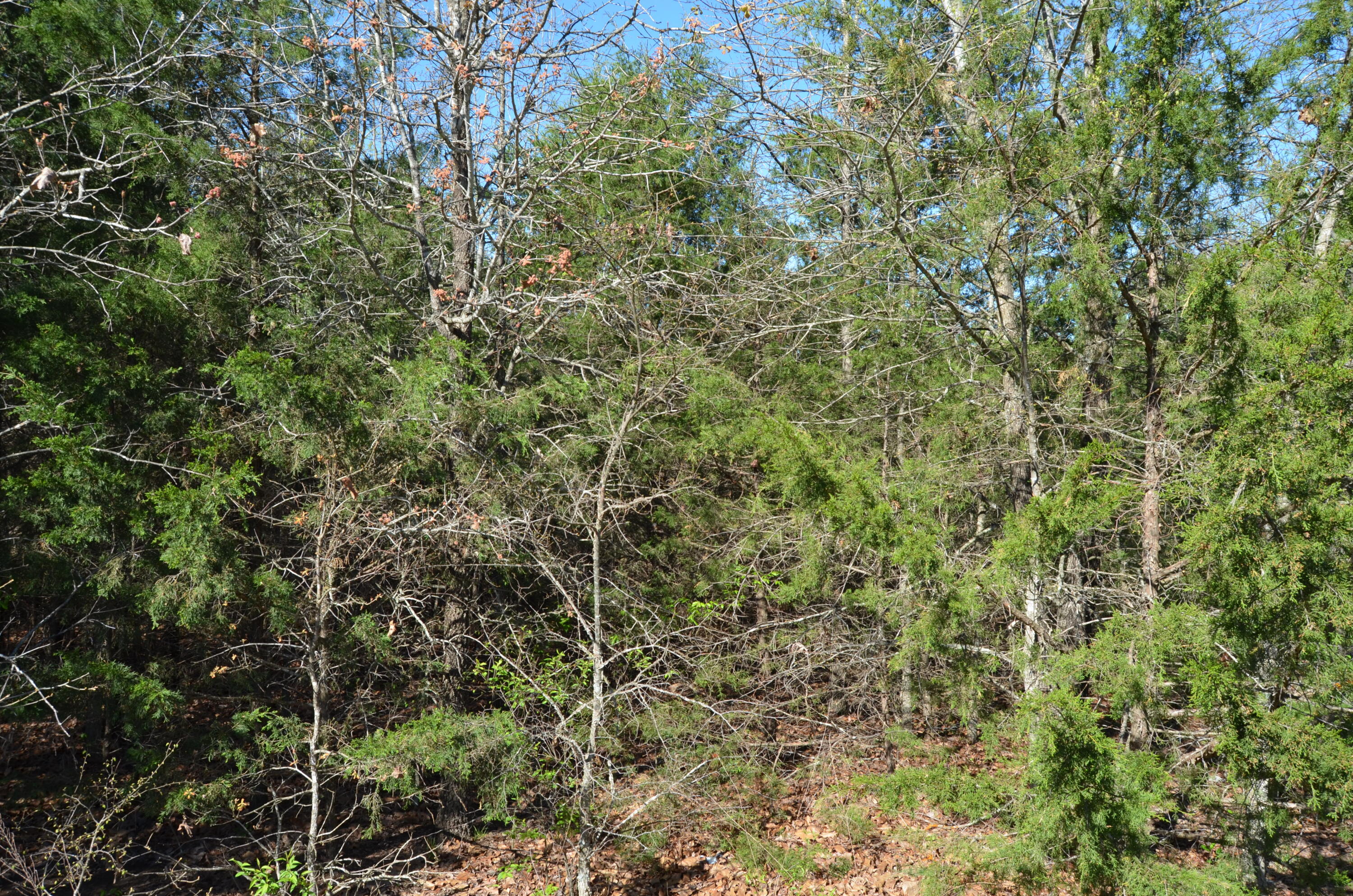 000 Persimmon Hill Lane Property Photo 17