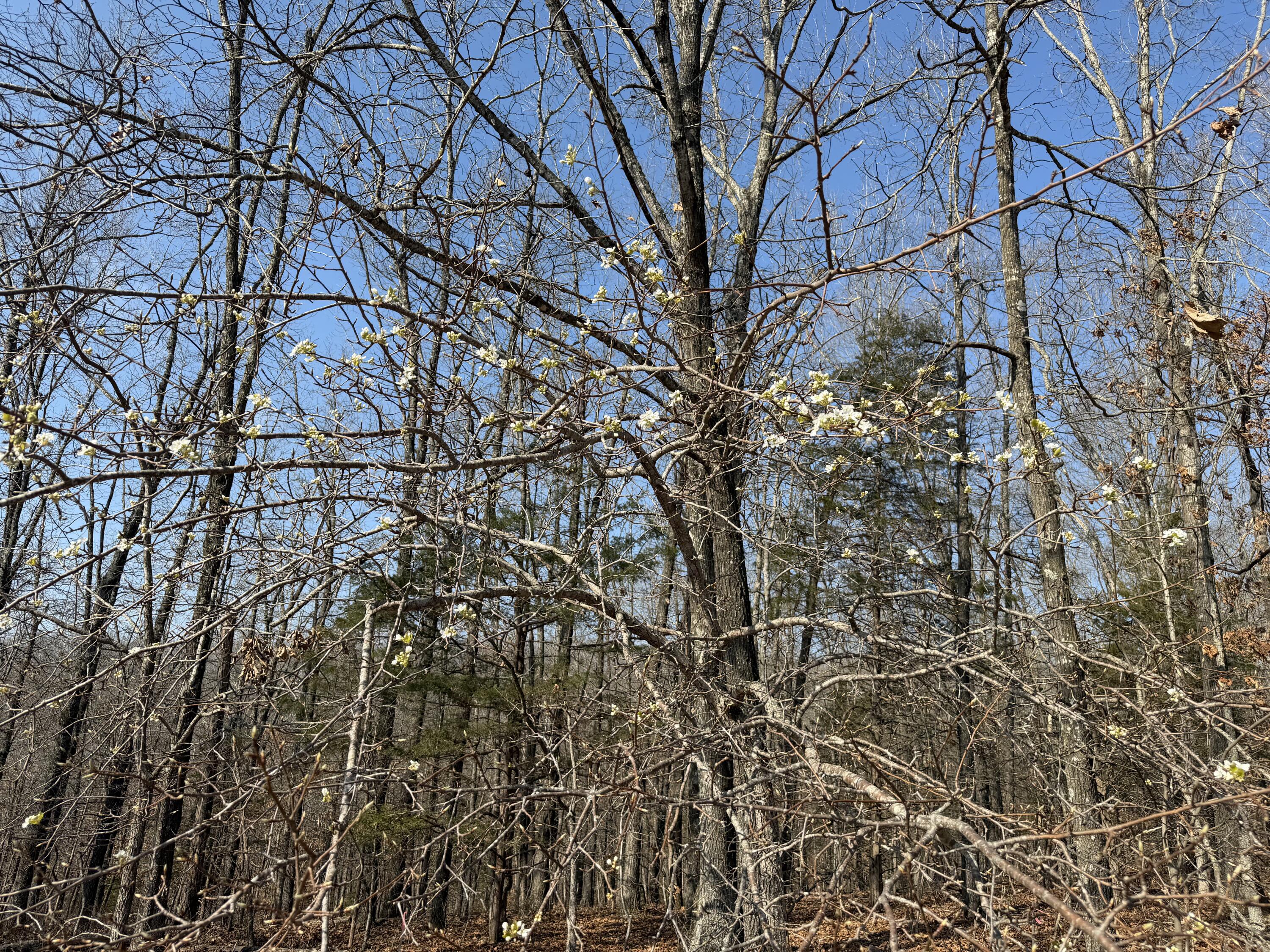 Lot 112 Walnut Springs Drive Property Photo 3