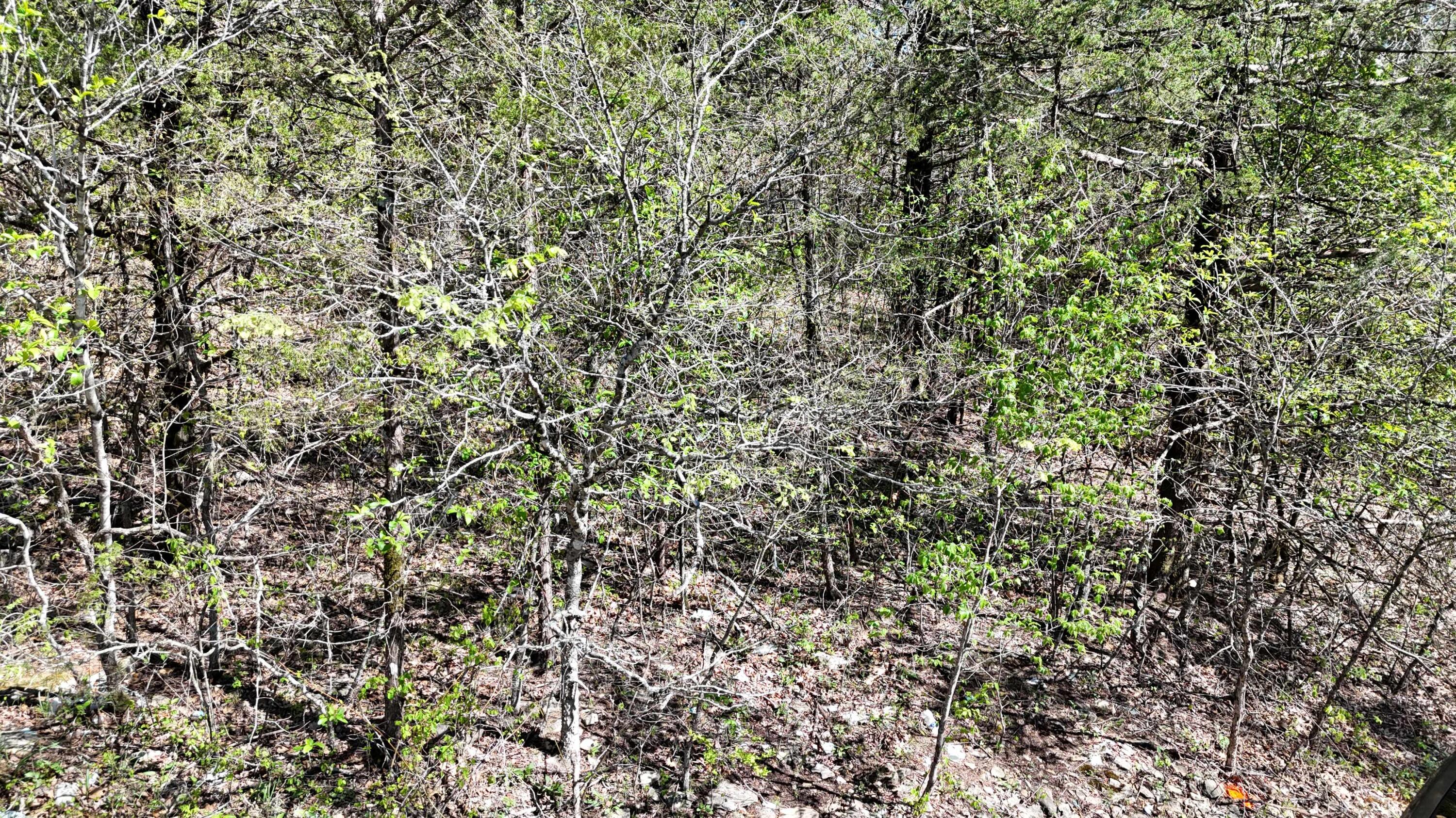 Lot #20 Oak Lane Property Photo 1