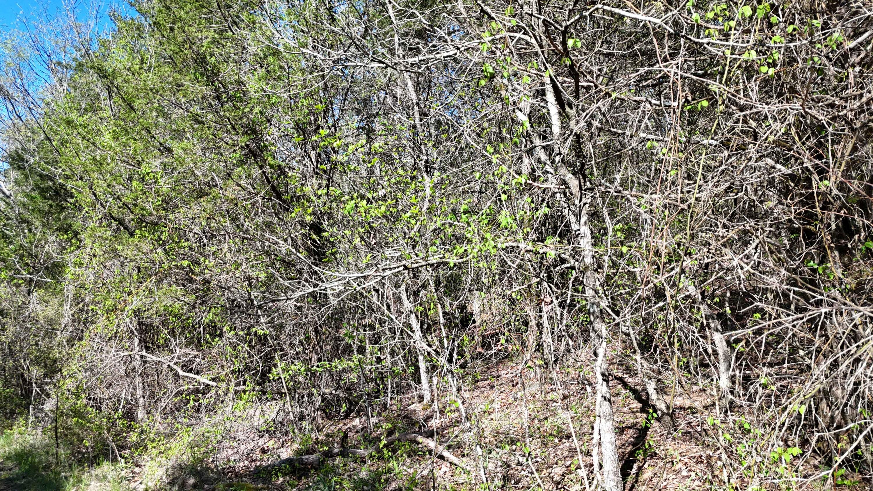 Lot #50 Gumbo Woods Property Photo 1