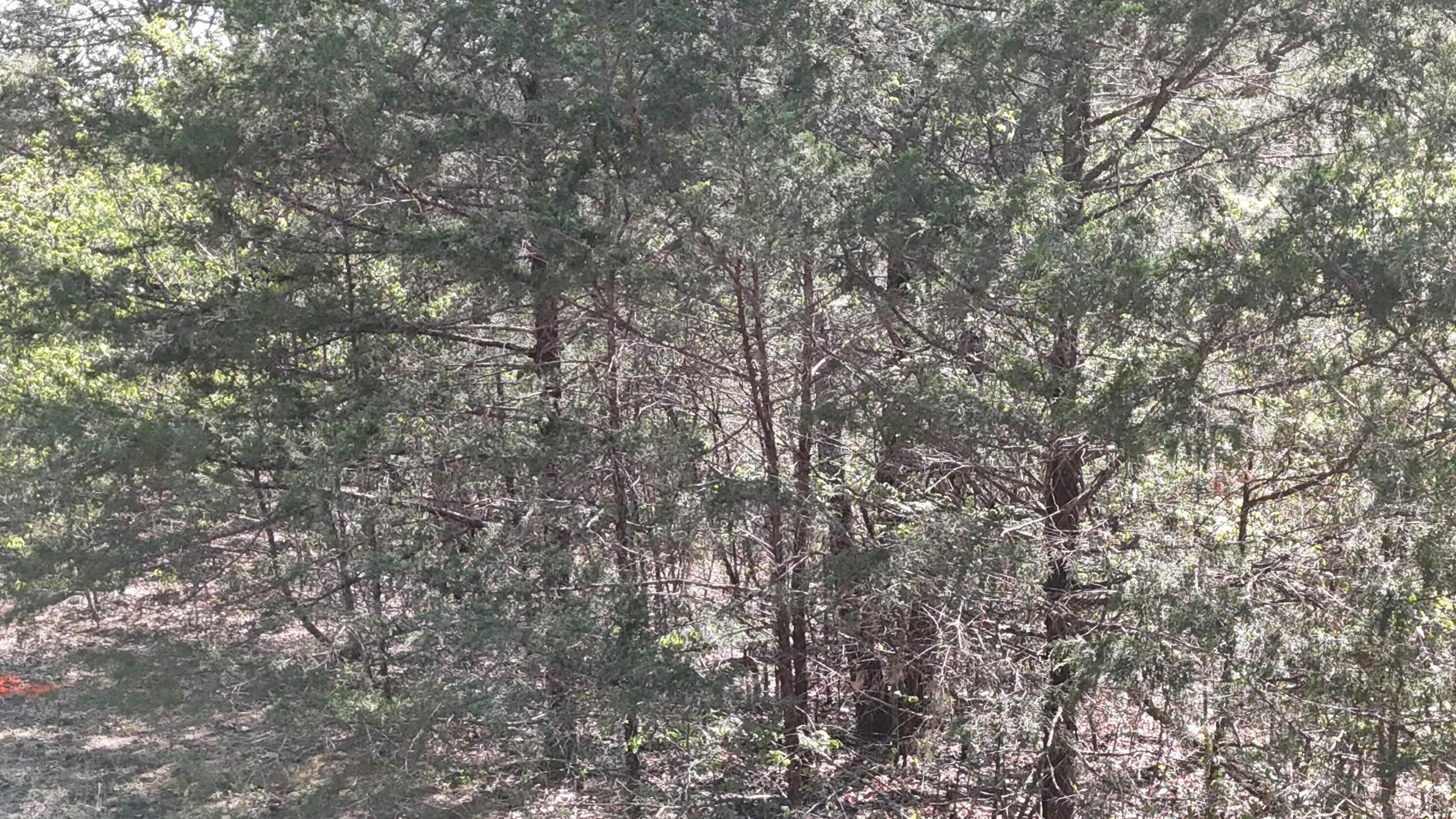 Lot #94 Gumbo Woods Property Photo 4
