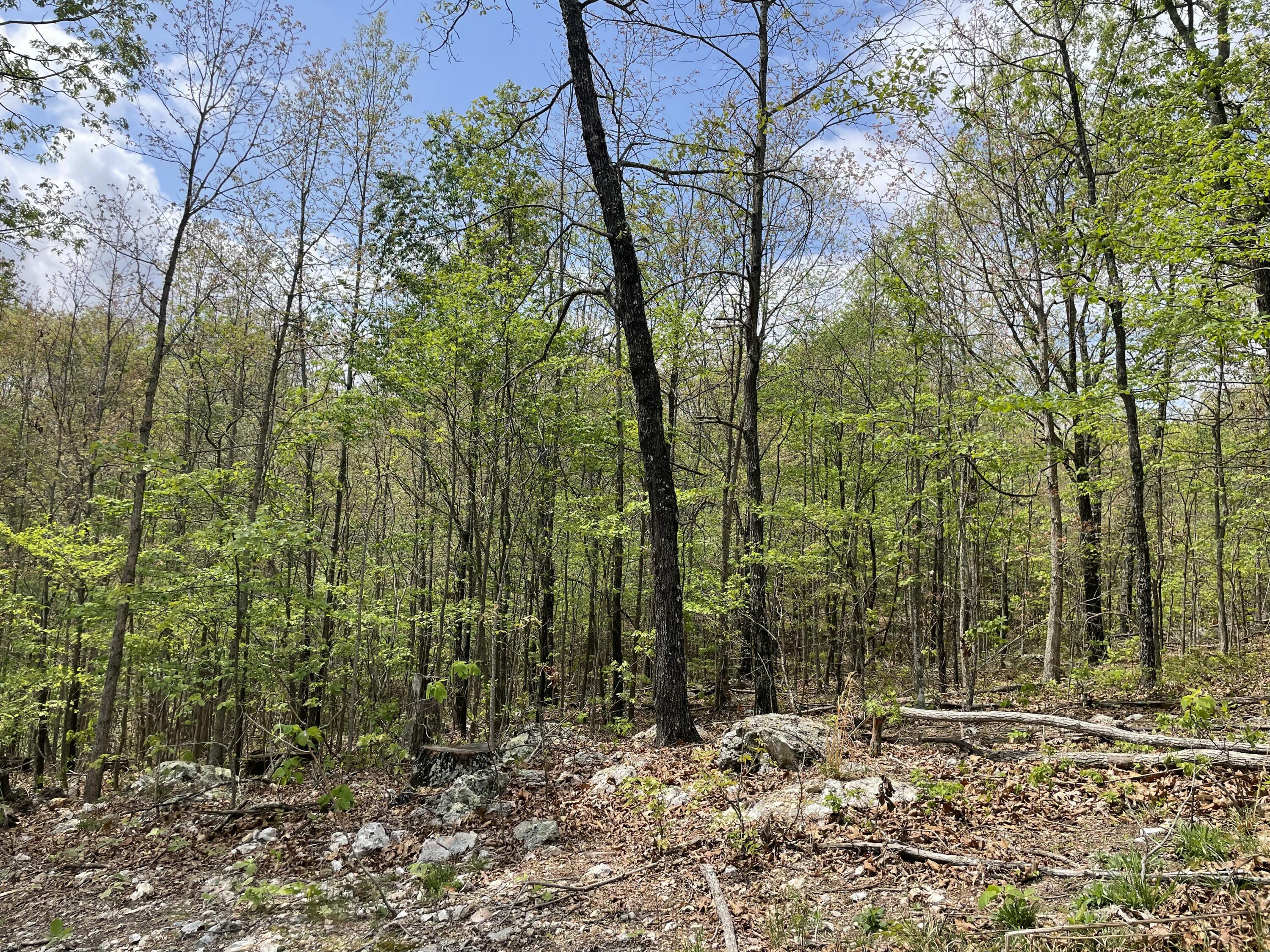 000 State Hwy N Tract B Property Photo 10