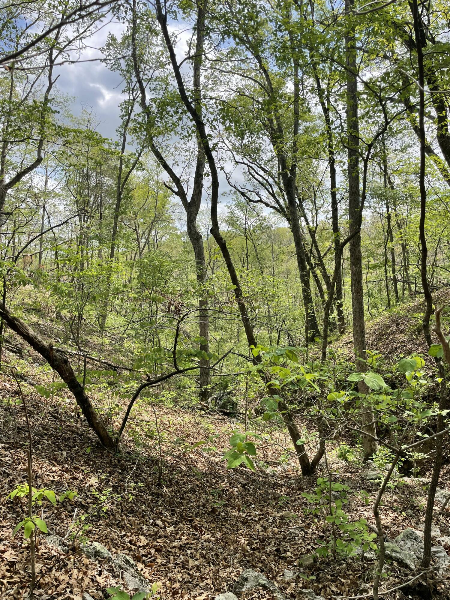 000 State Hwy N Tract B Property Photo 15