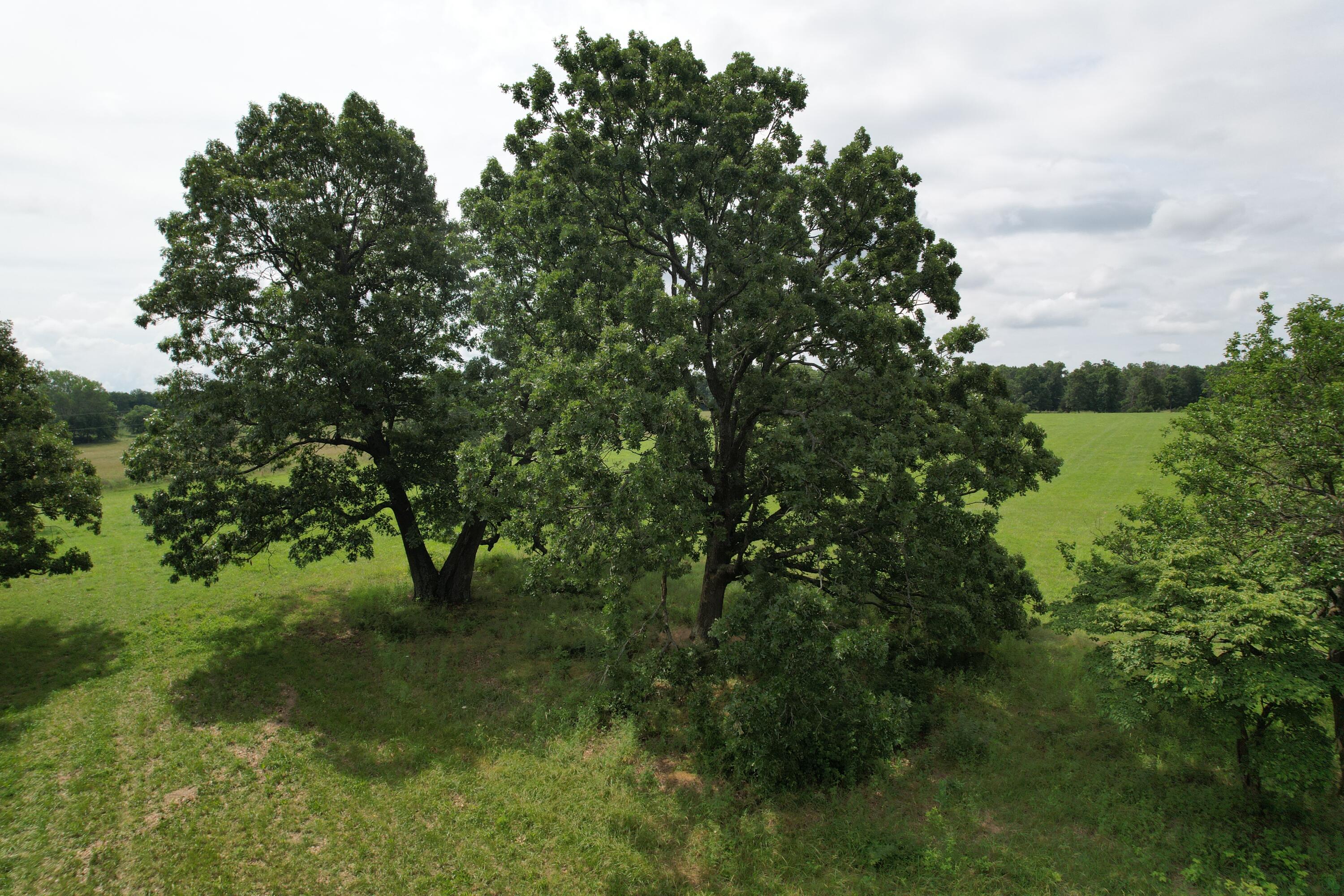 Tract 1 0000 Private Road 1184 Property Photo 19