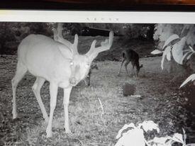 311 Tipton Mountain Road Property Photo 27