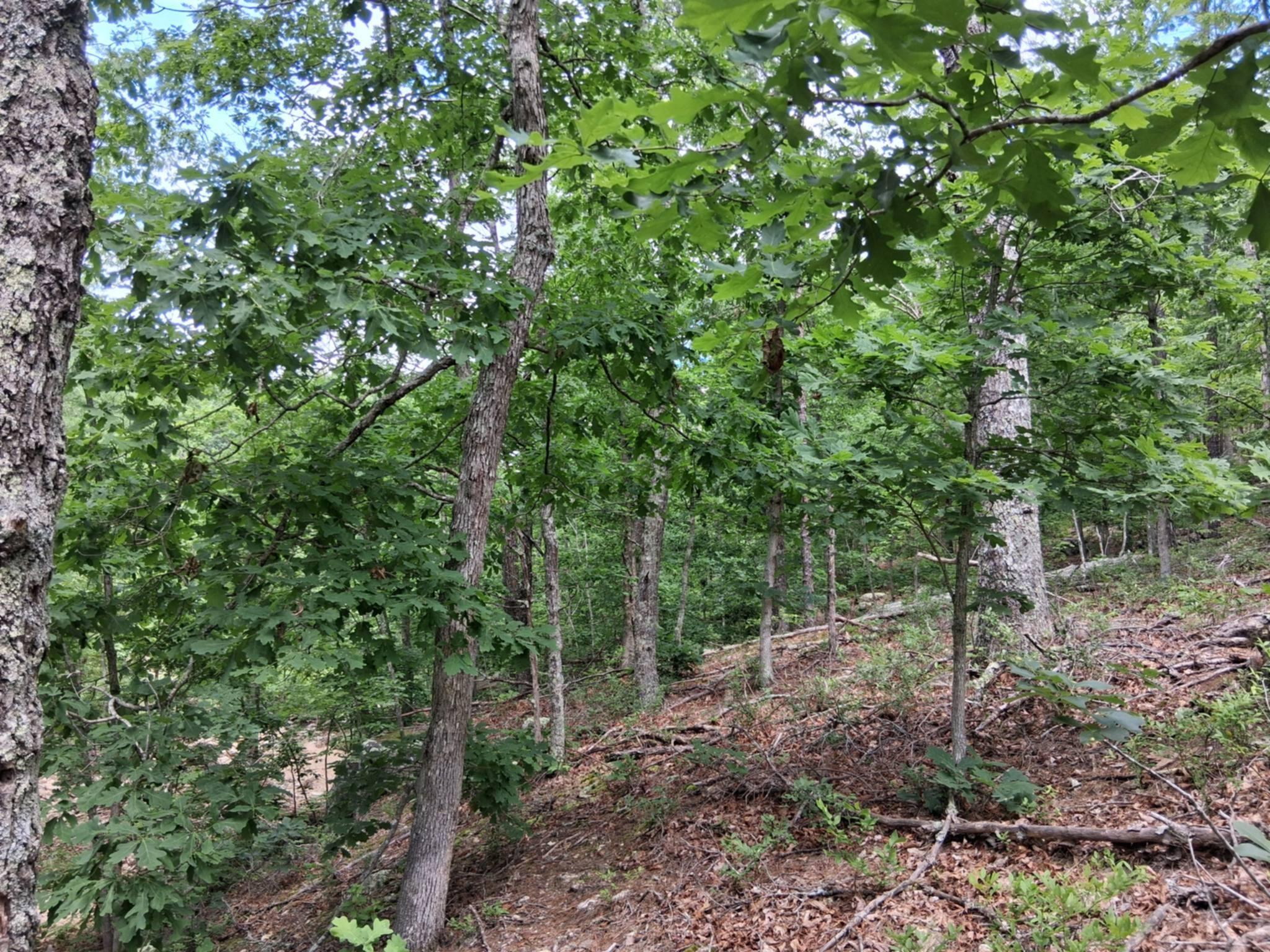 Tbd Golden Drive Property Photo 2