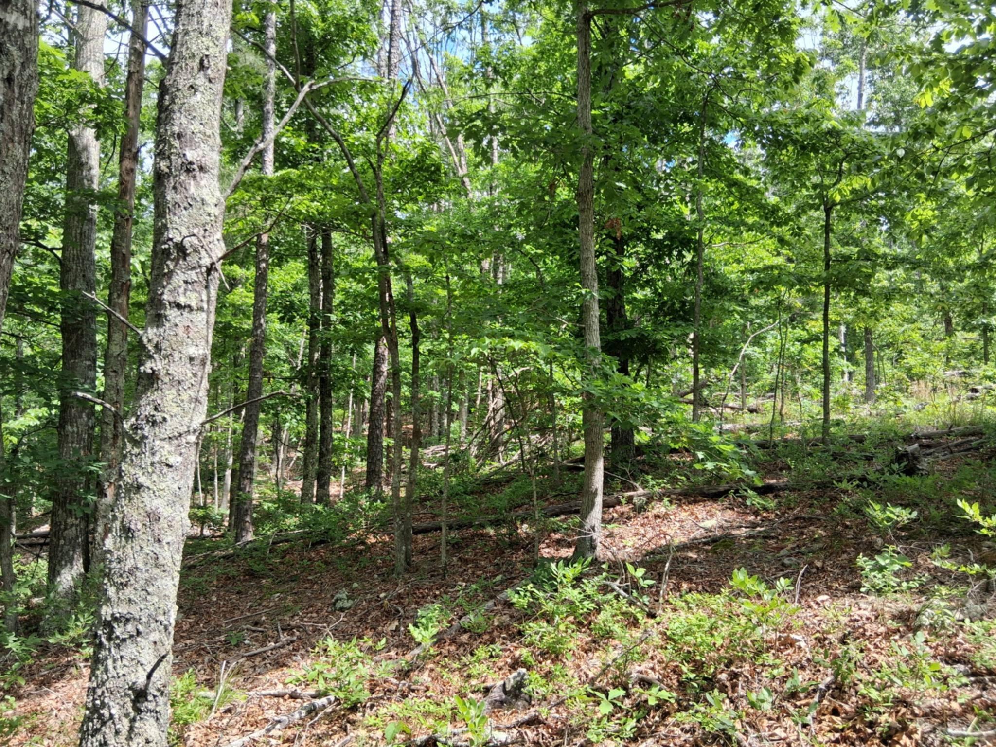 Tbd Golden Drive Property Photo 5