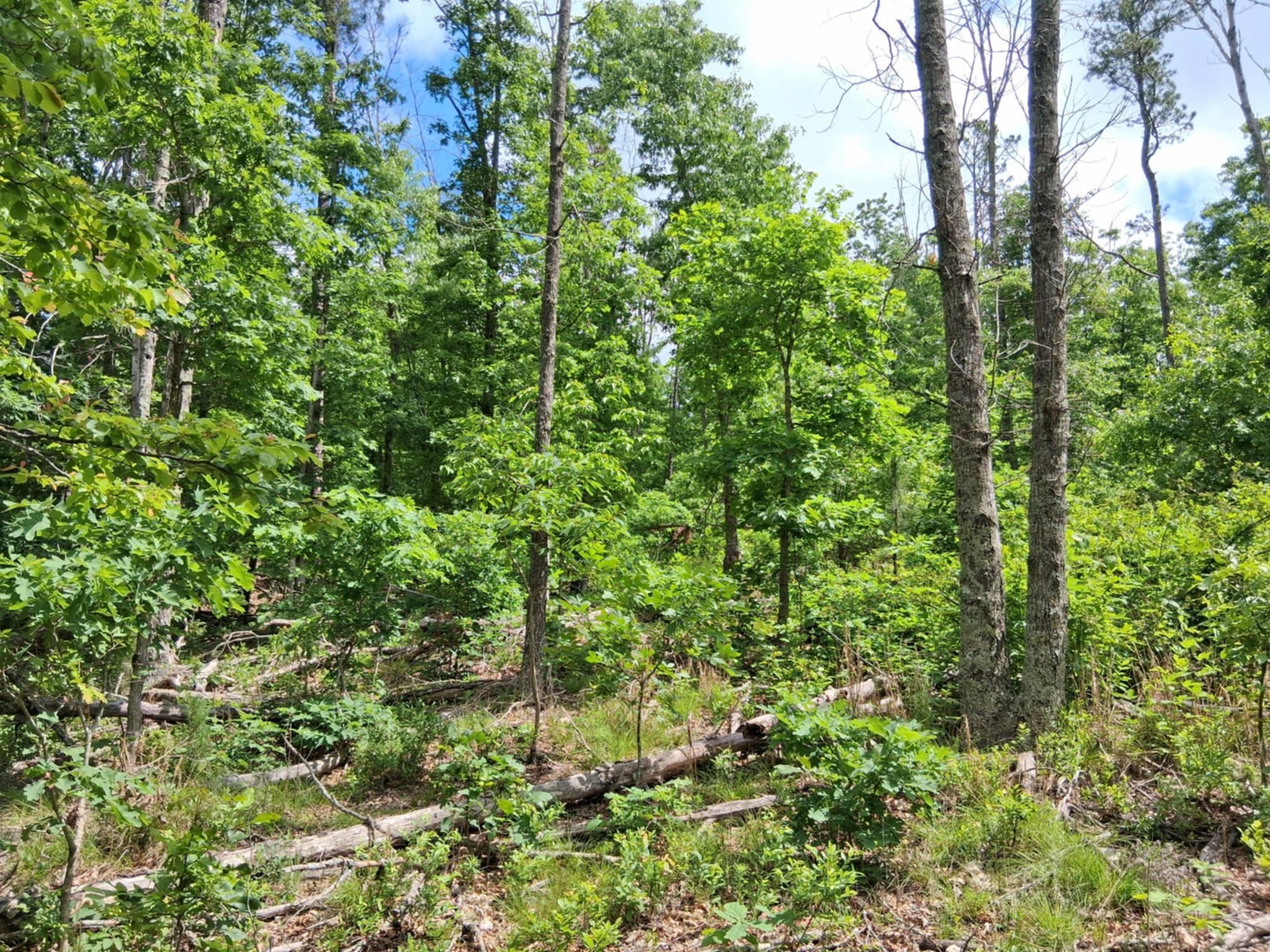 Tbd Golden Drive Property Photo 7