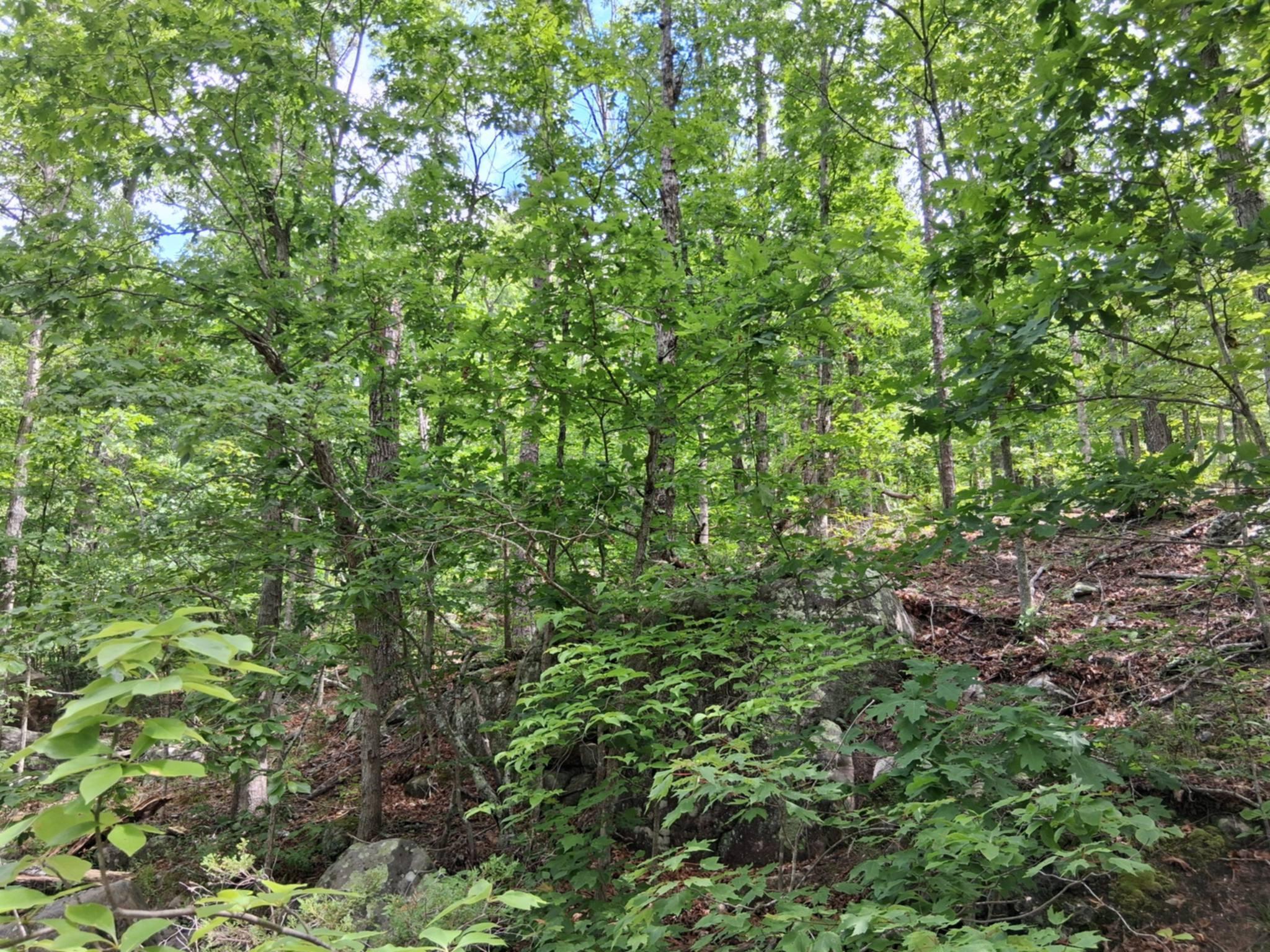 Tbd Golden Drive Property Photo 9