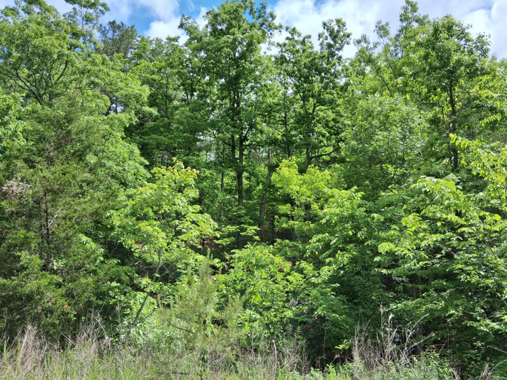 Tbd Golden Drive Property Photo 10