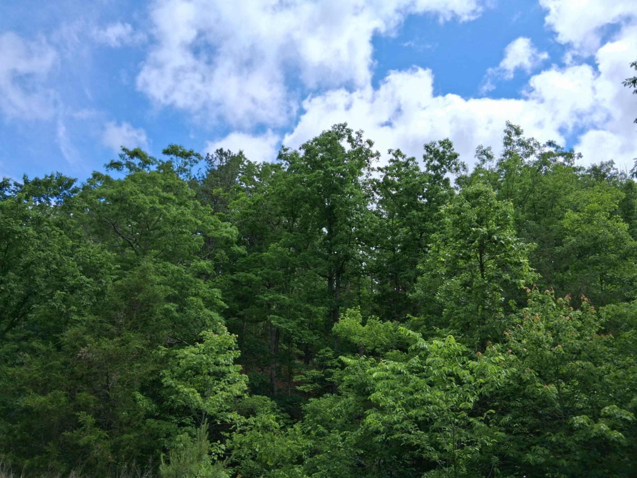 Tbd Golden Drive Property Photo 13