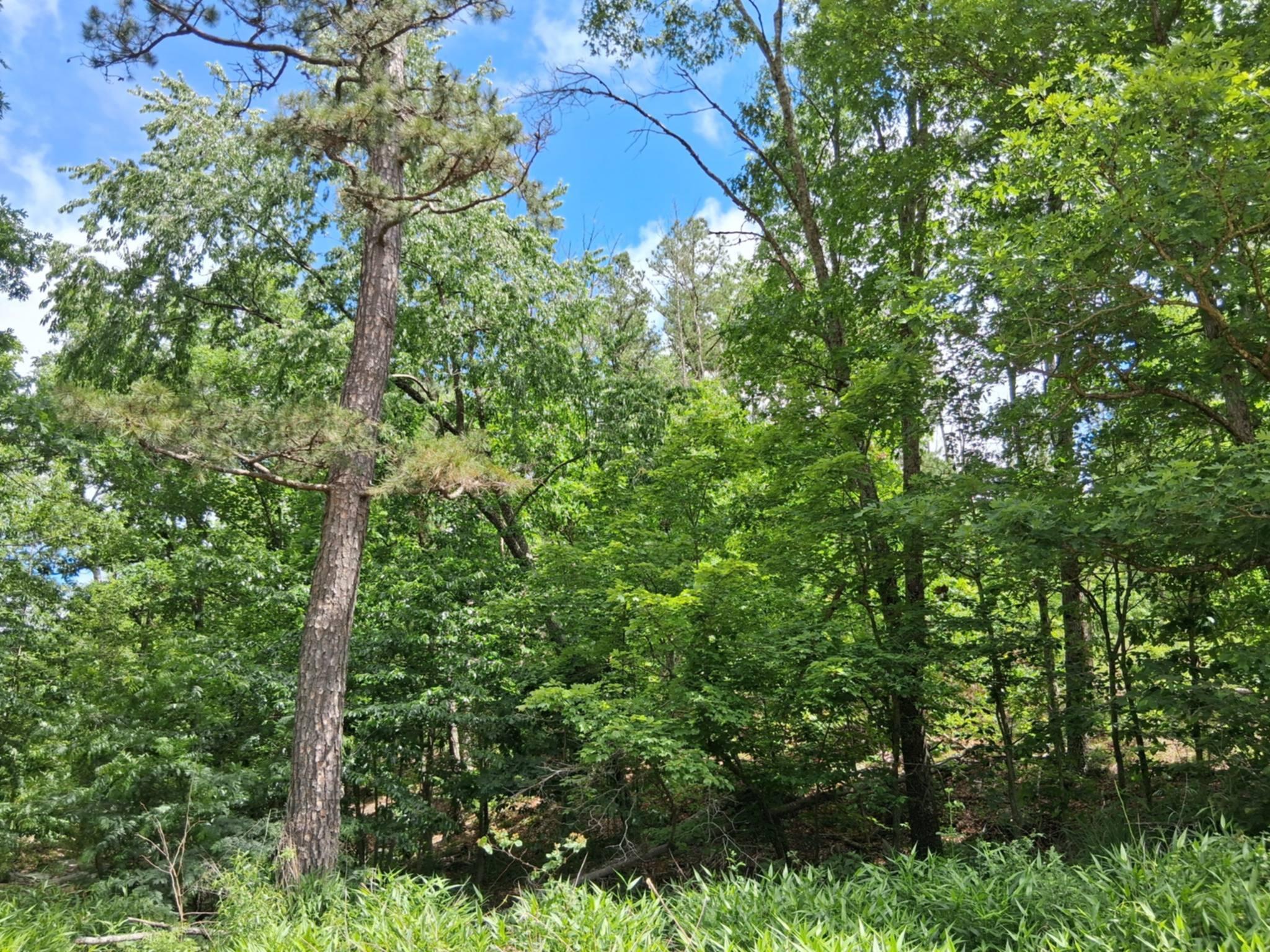 Tbd Golden Drive Property Photo 14