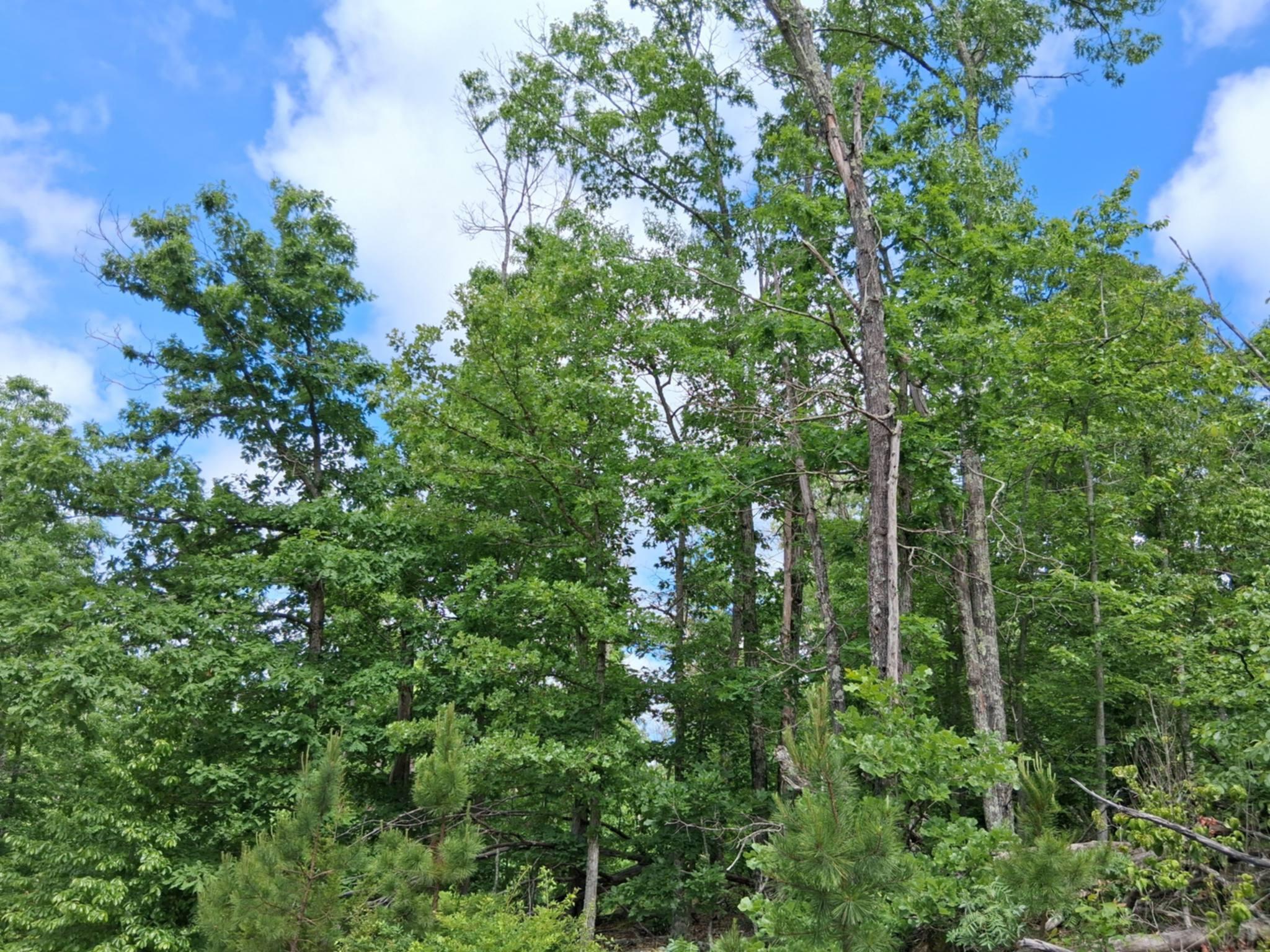 Tbd Golden Drive Property Photo 17