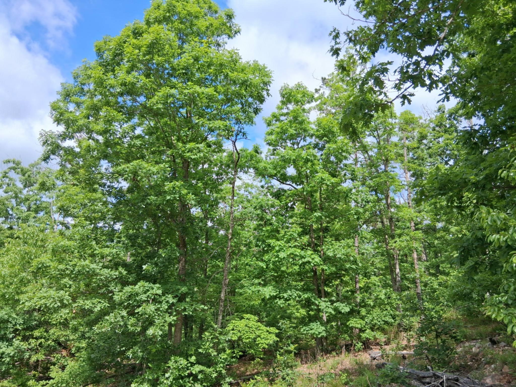 Tbd Golden Drive Property Photo 19