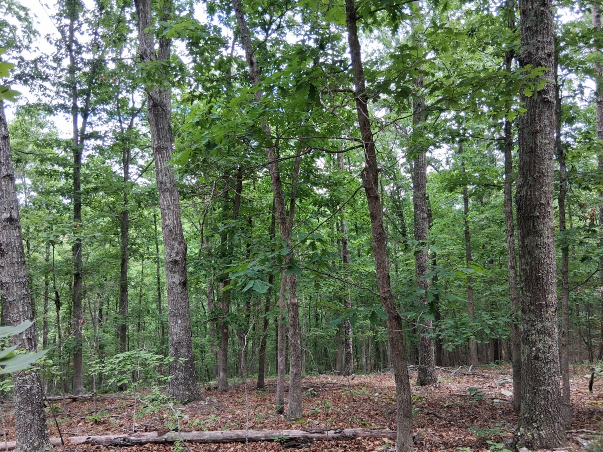 Tbd Golden Drive Property Photo 22