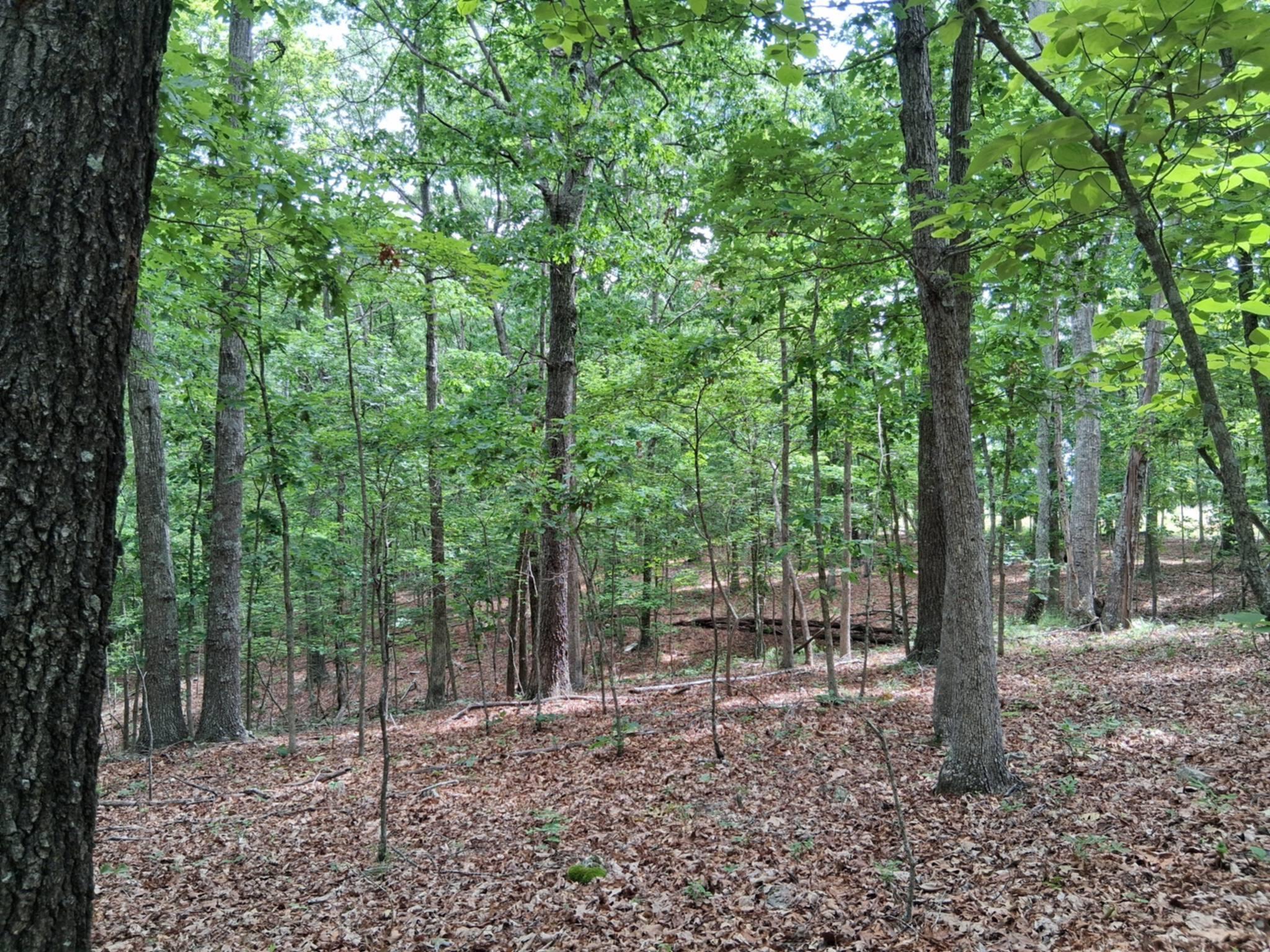 Tbd Golden Drive Property Photo 24