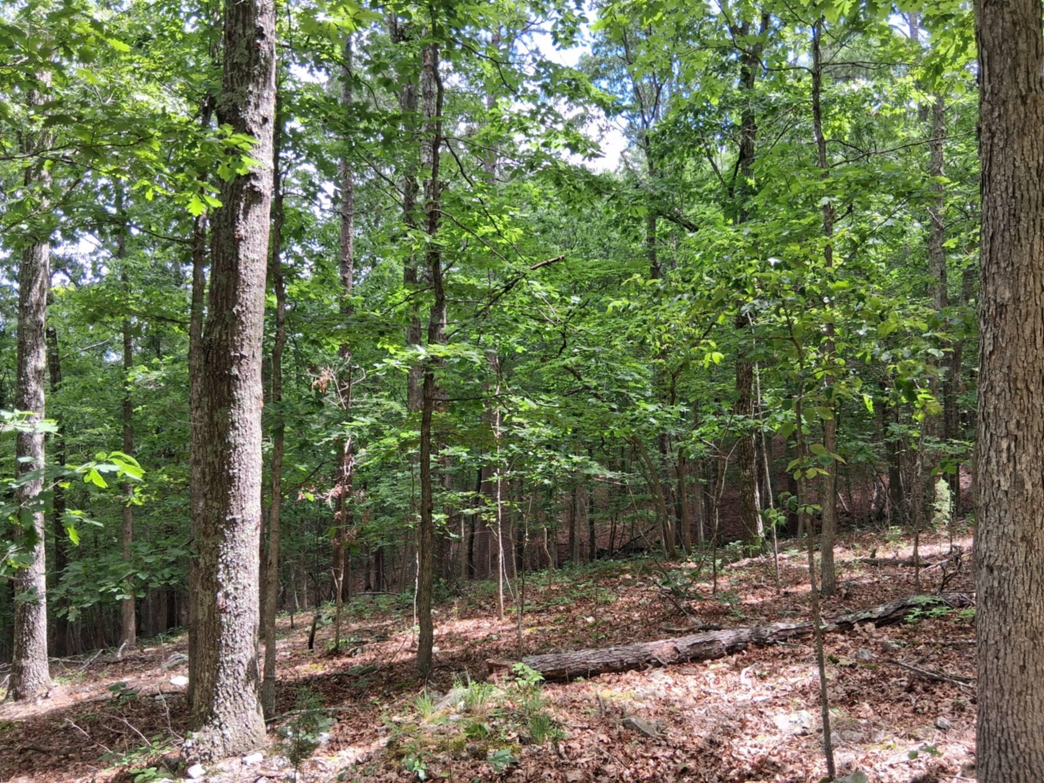Tbd Golden Drive Property Photo 25
