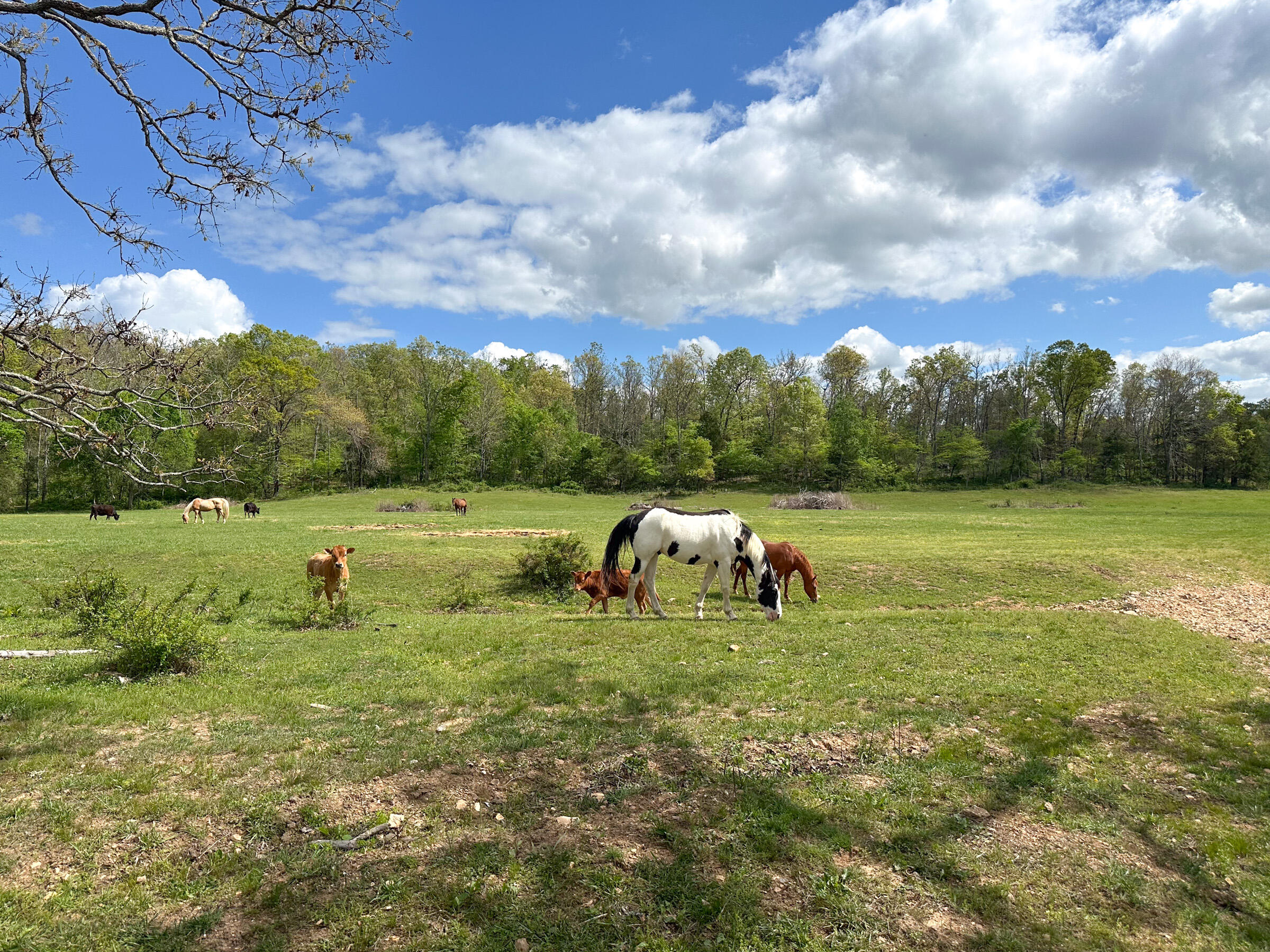 4420 State Route Dd Property Photo 51
