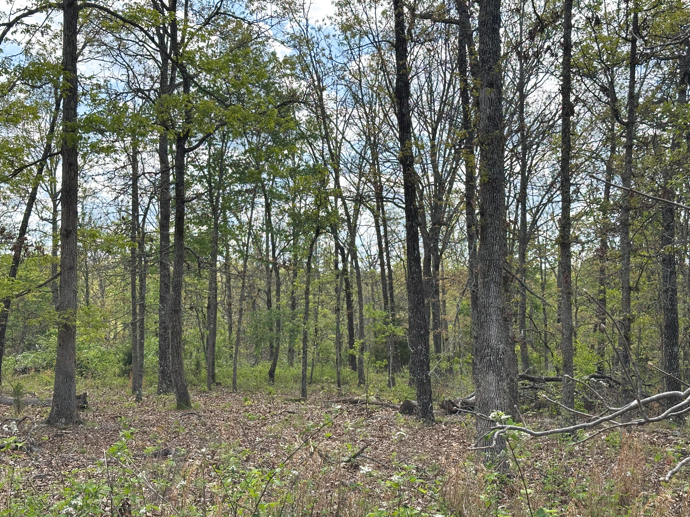 4420 State Route Dd Property Photo 57