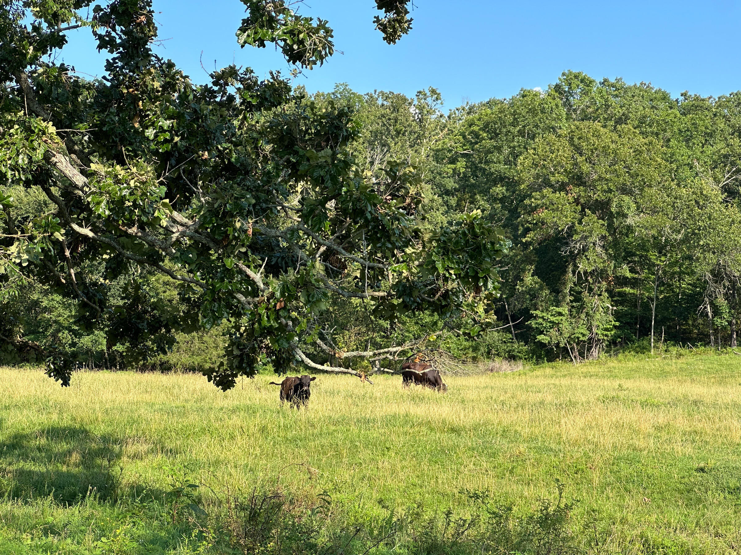 4420 State Route Dd Property Photo 66