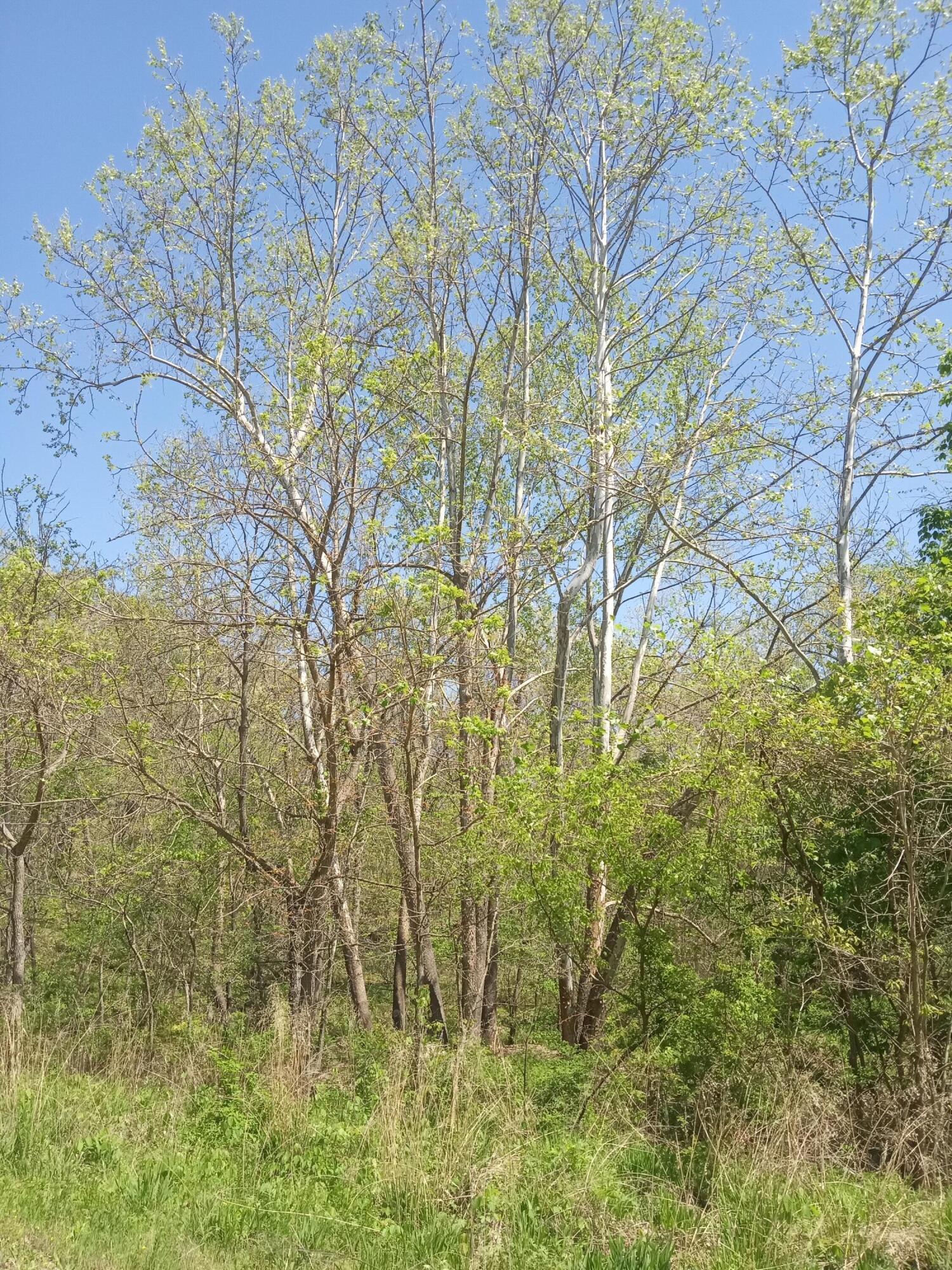 000 Timber Circle Property Photo 6