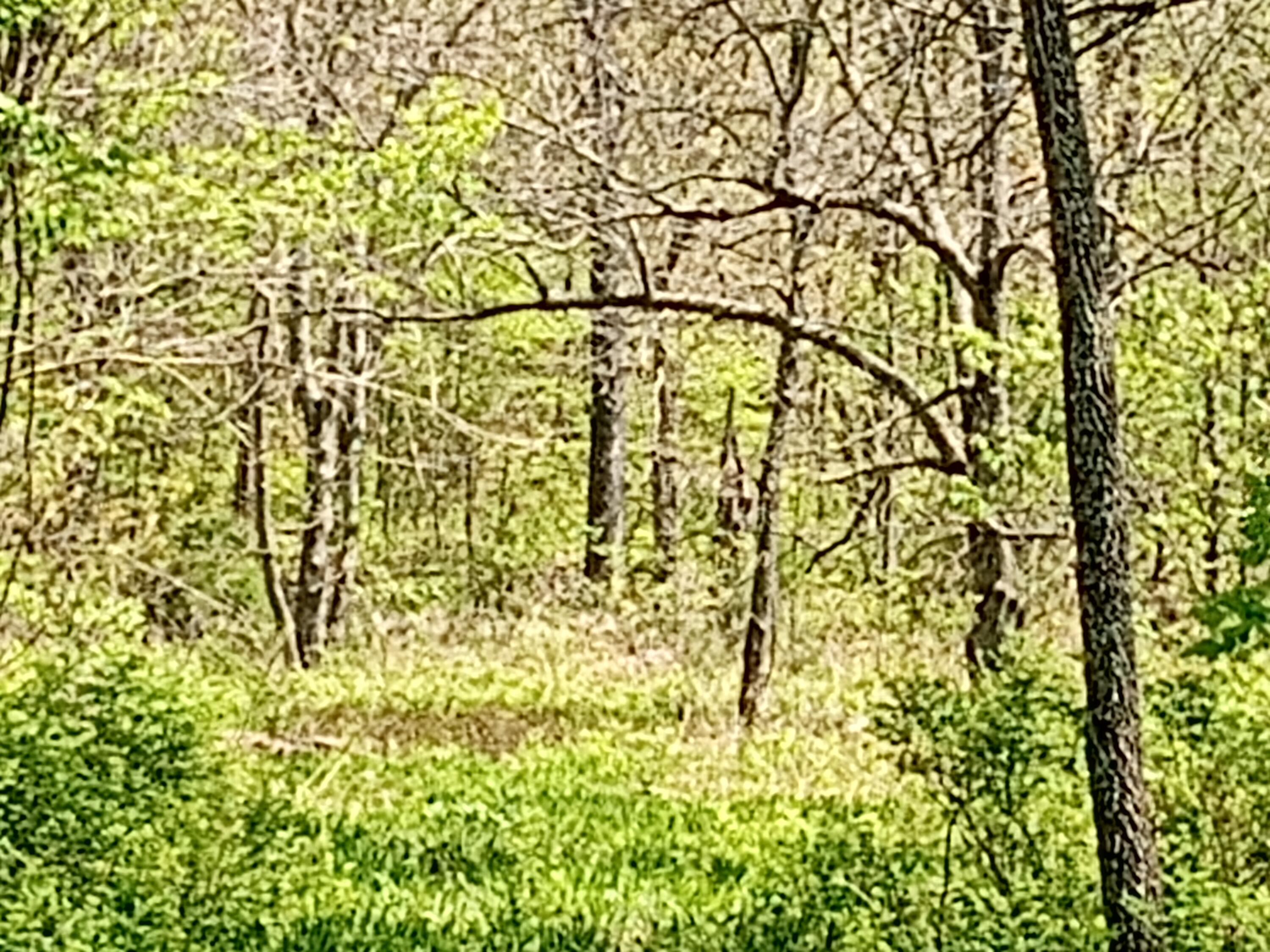 000 Timber Circle Property Photo 19