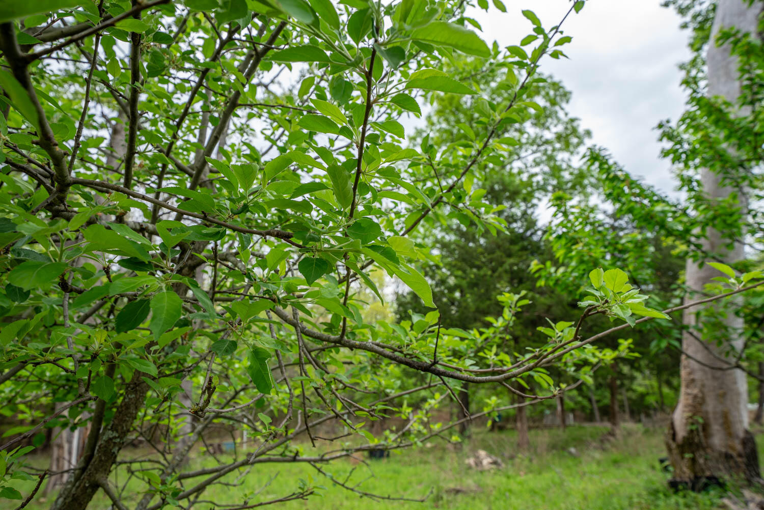 178 Round Robin Lane Property Photo 28