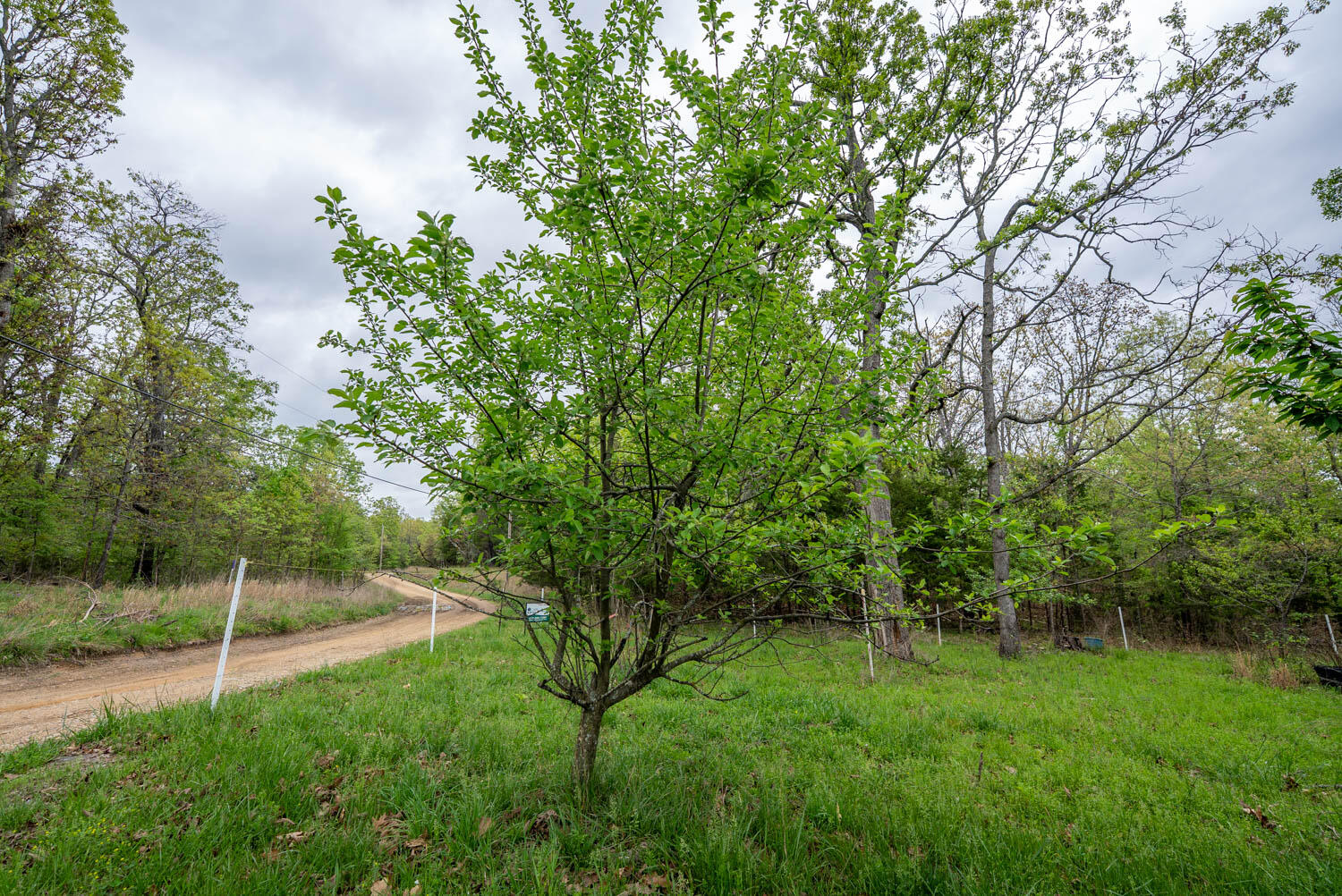 178 Round Robin Lane Property Photo 29