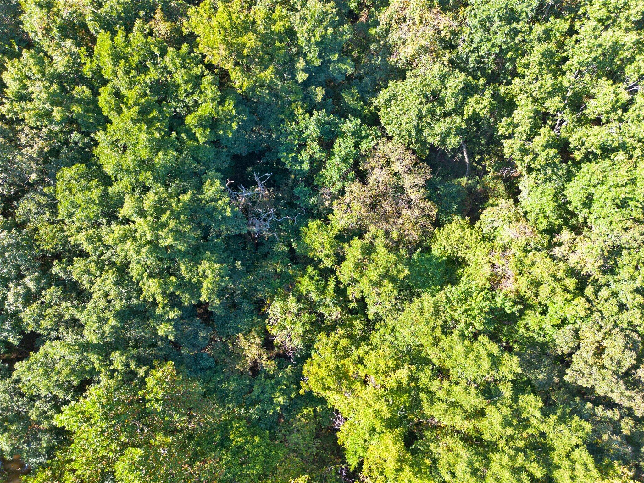 Lot 10 Ireson Estates Property Photo 19