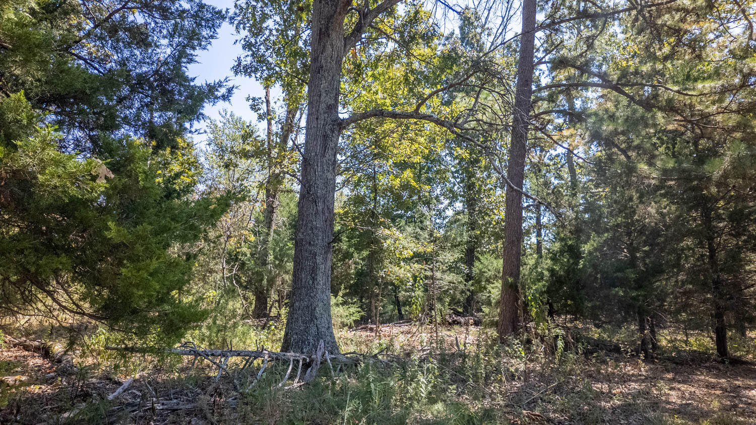 Tbd County Road 443 Property Photo 39