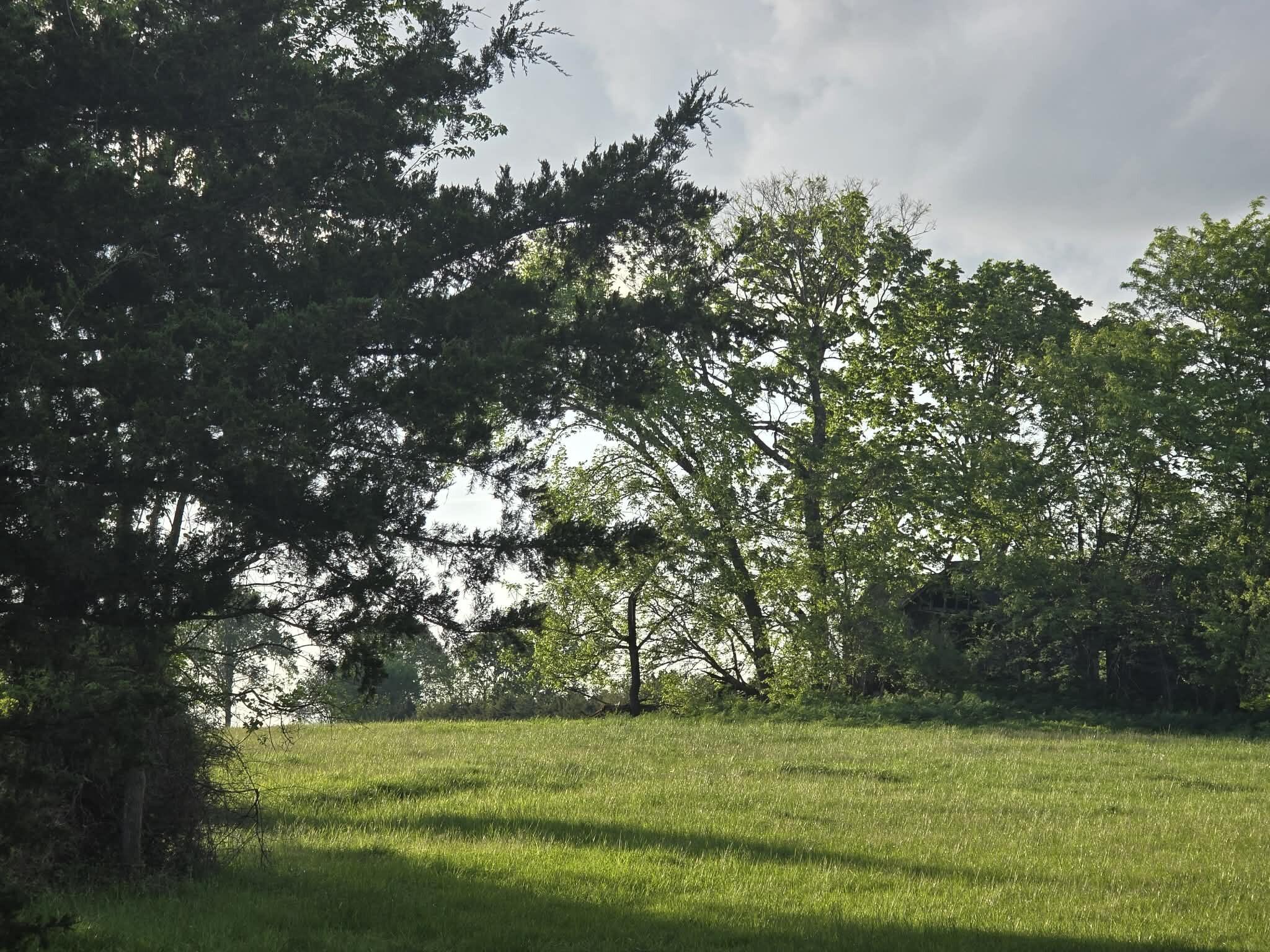 Tbd 501 Rd 80+/- Acres Property Photo 3