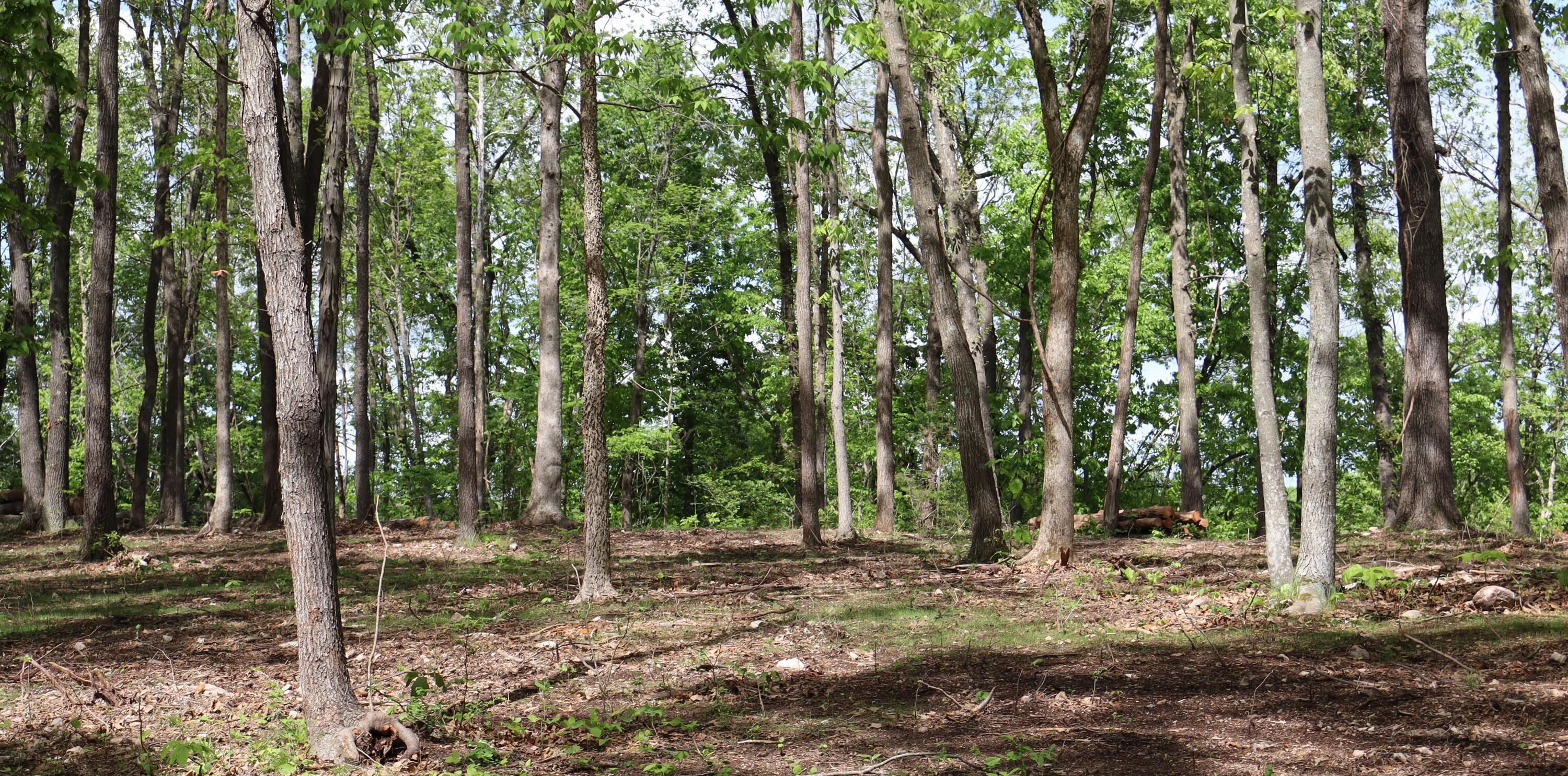 Tract 2 West Farm Road 36 Property Photo 11