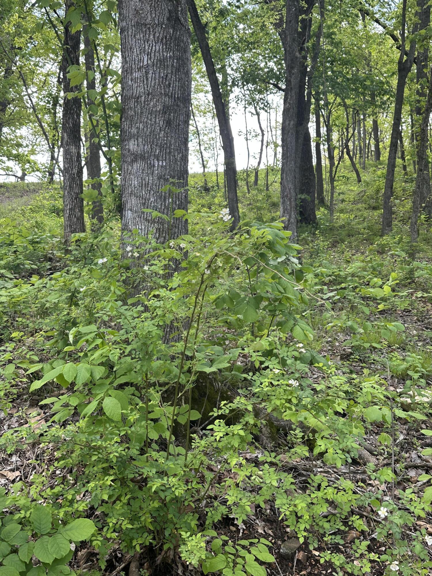 Tract 2 West Farm Road 36 Property Photo 16