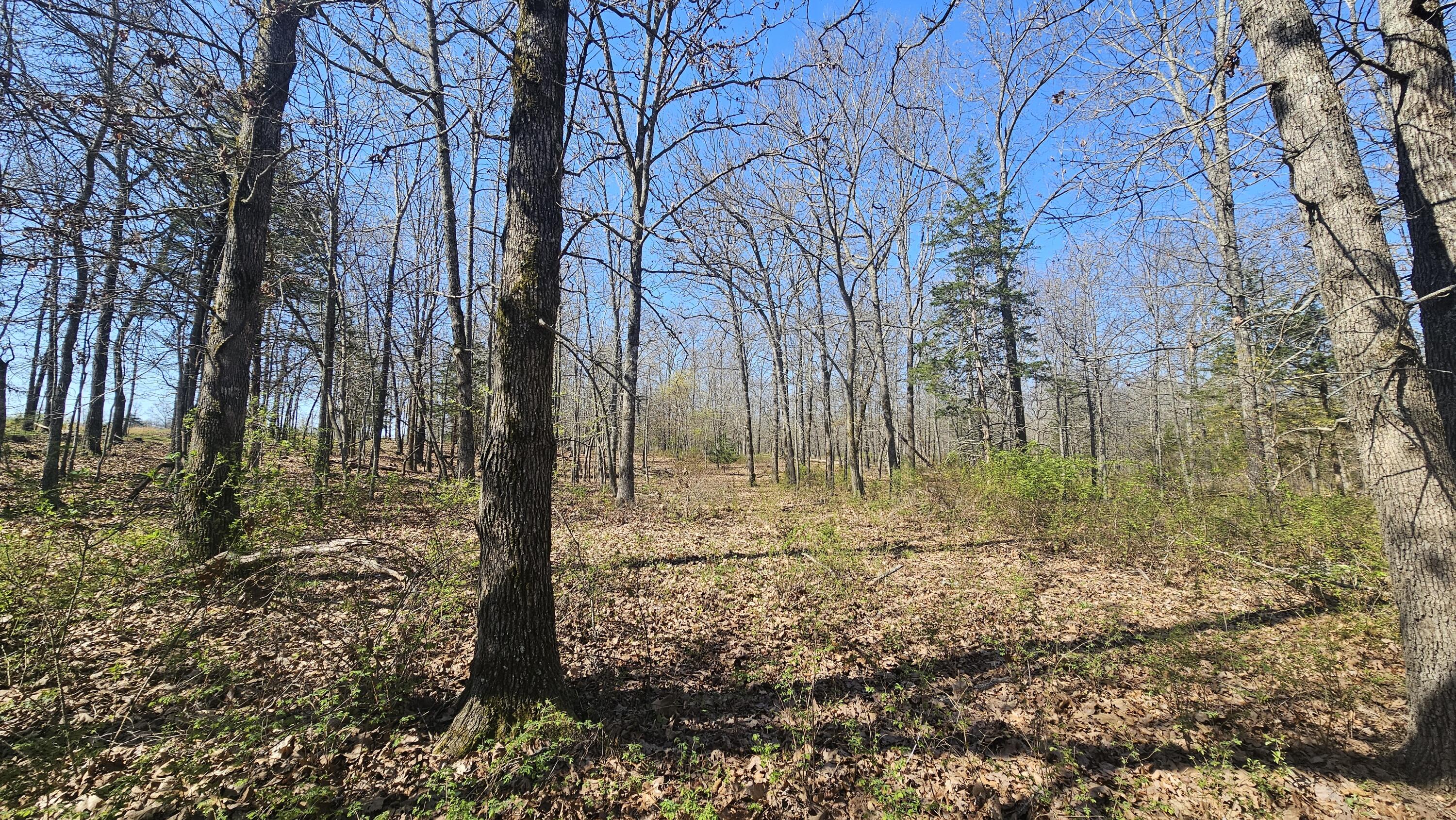 2437 State Highway Y Property Photo 41
