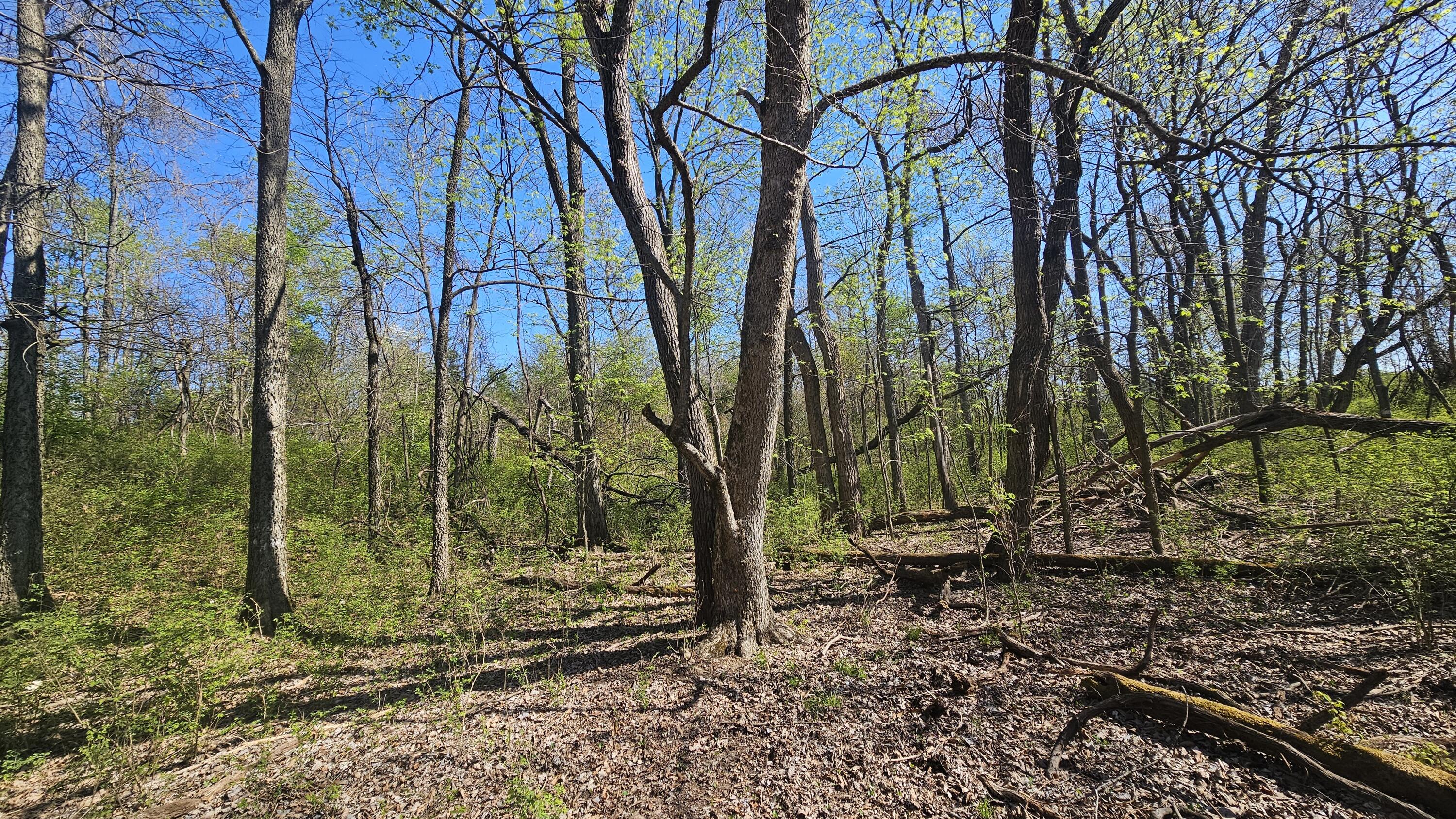 2437 State Highway Y Property Photo 61