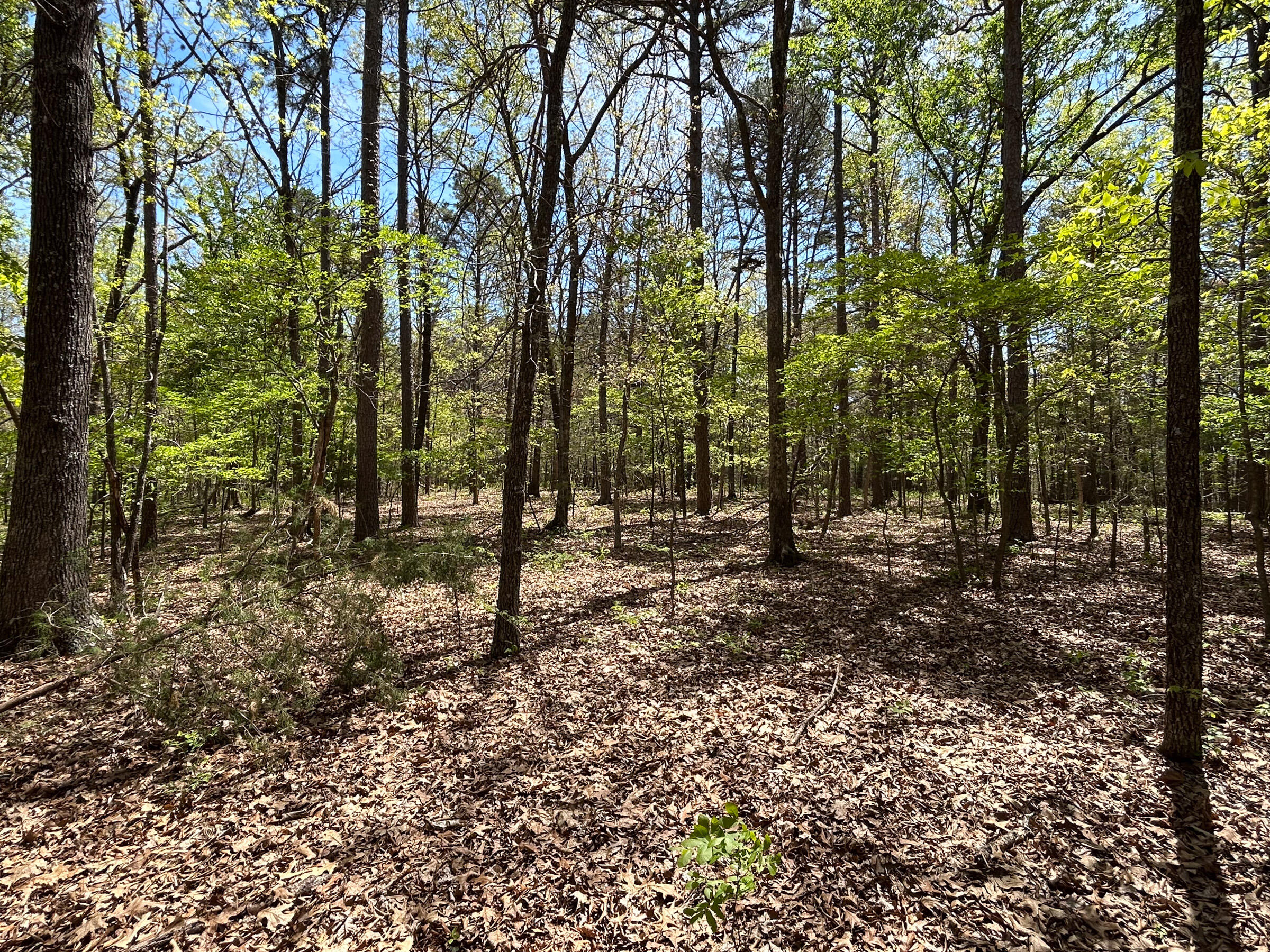 8307 Highway 63 Property Photo 29