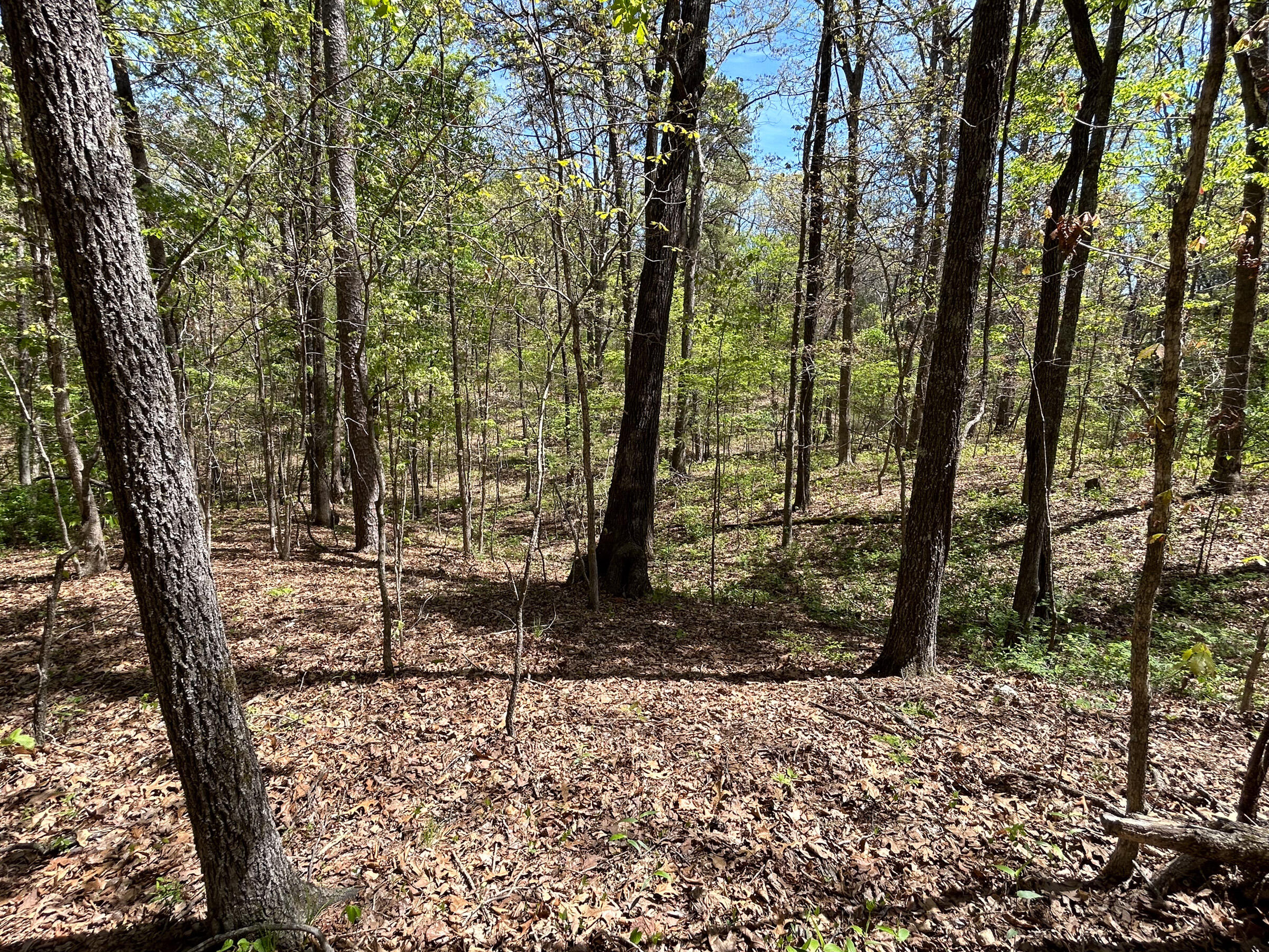 8307 Highway 63 Property Photo 28